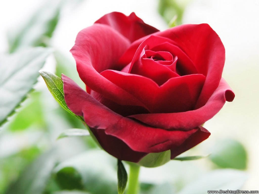 Desktop Wallpaper Flowers Background Beautiful Red Rose