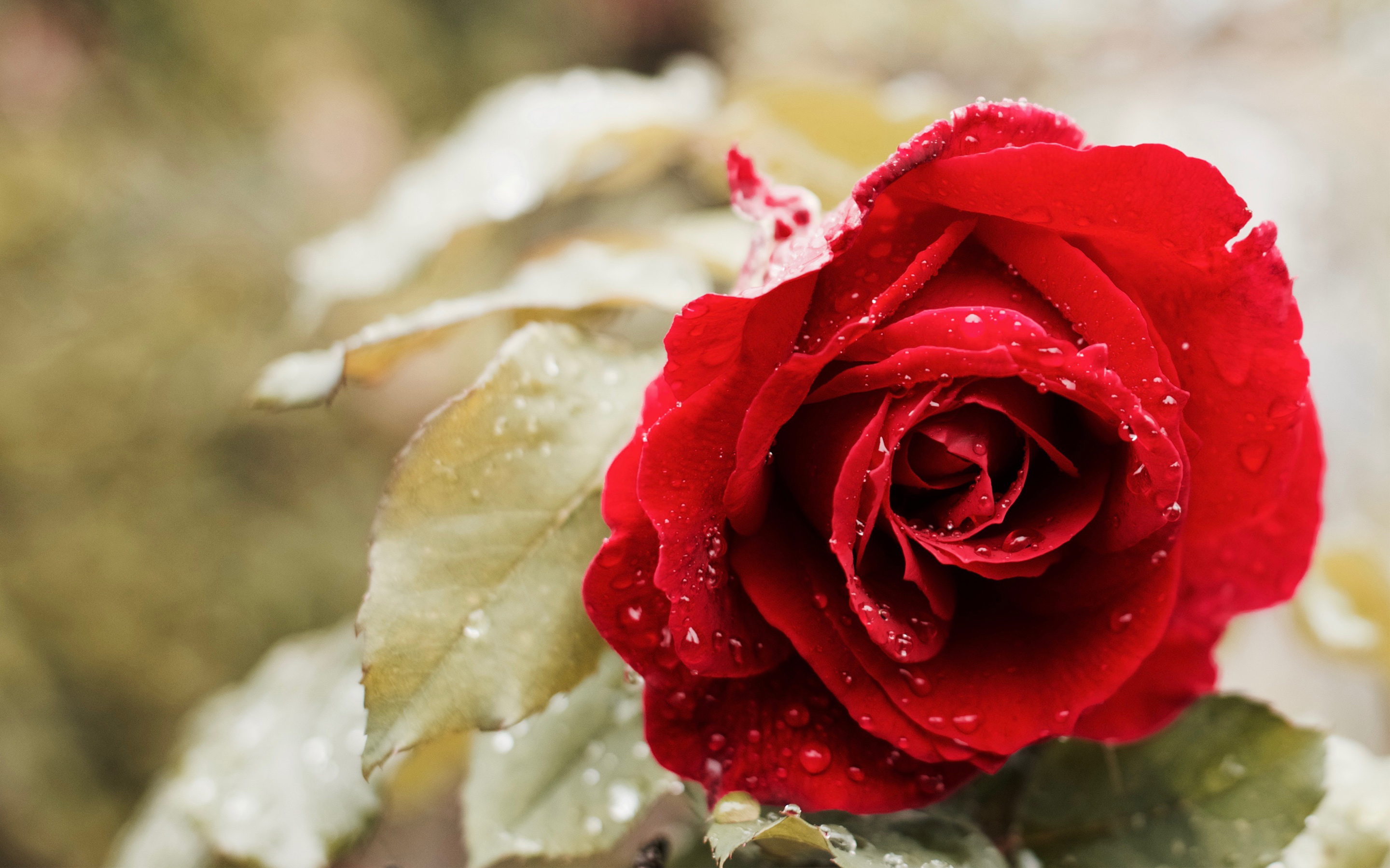 Beautiful Red Rose 4K HD wallpaper