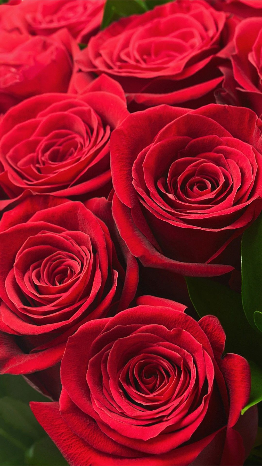Valentine's Day Rose Wallpaper 1080X1920