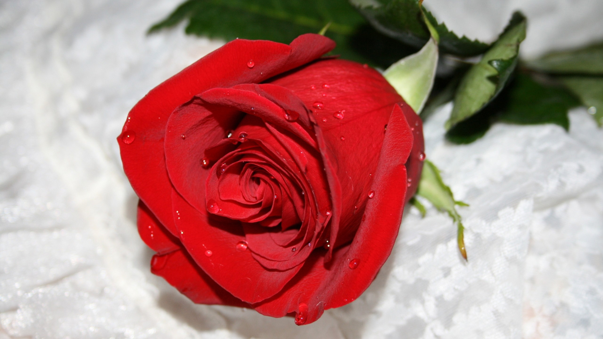 Beautiful Red Rose Image & HD Wallpaper