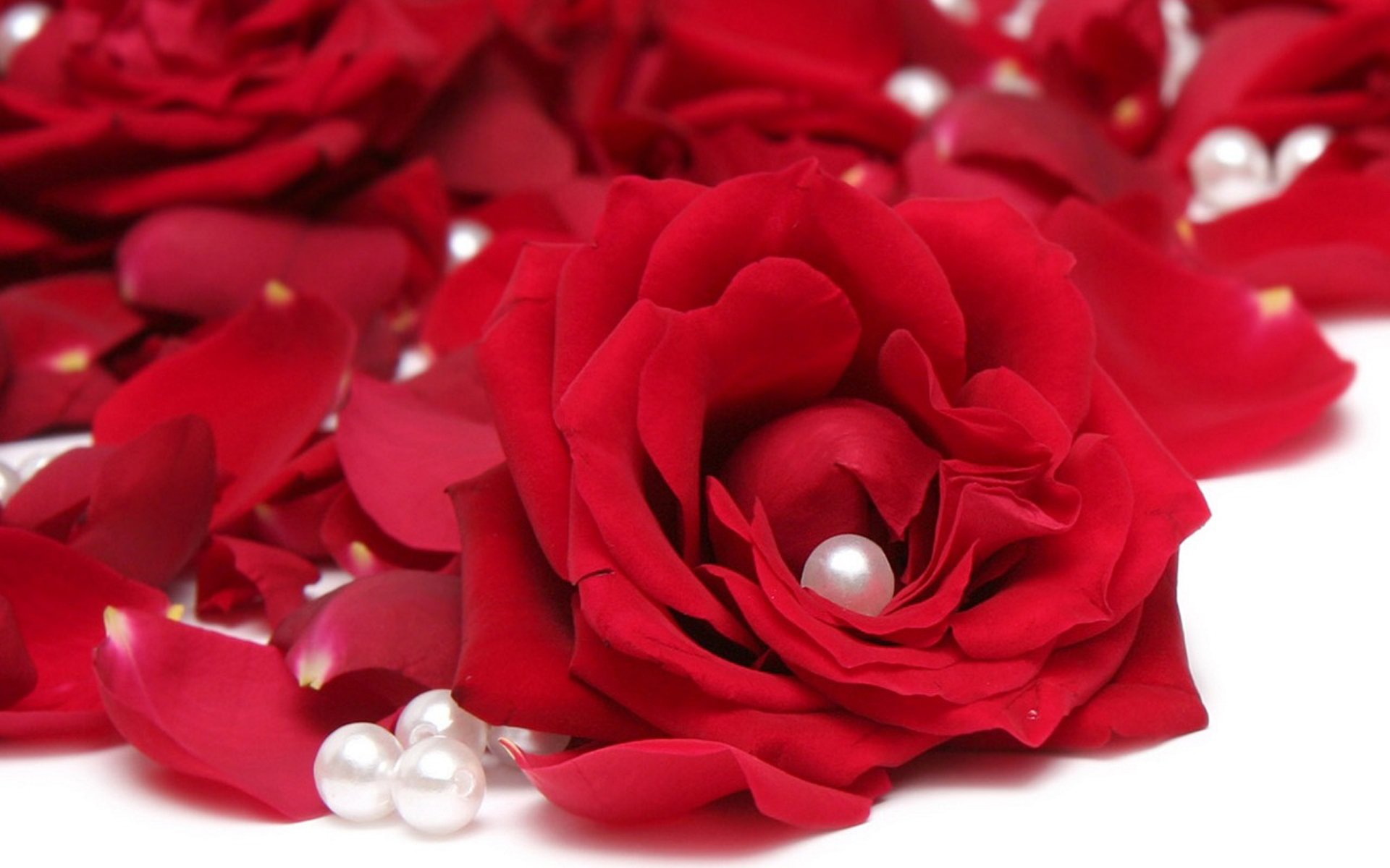 Beautiful Red Rose Image & HD Wallpaper