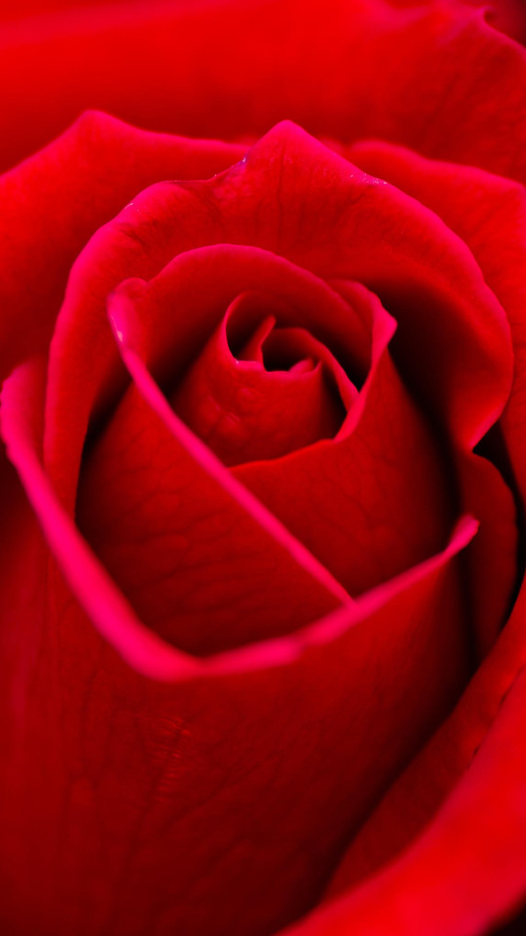 red rose wallpaper, rose, garden roses, red, petal, flower
