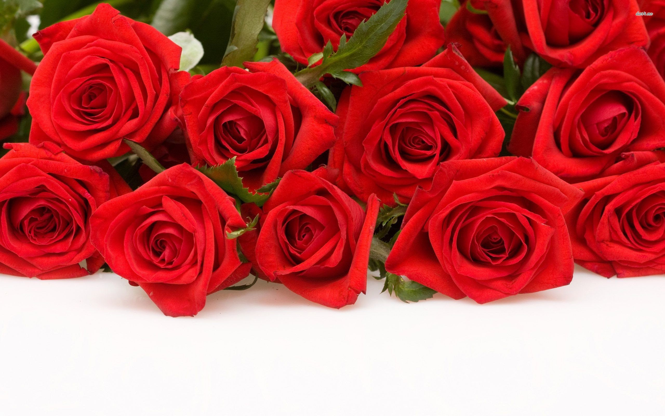 beautiful red rose flowers