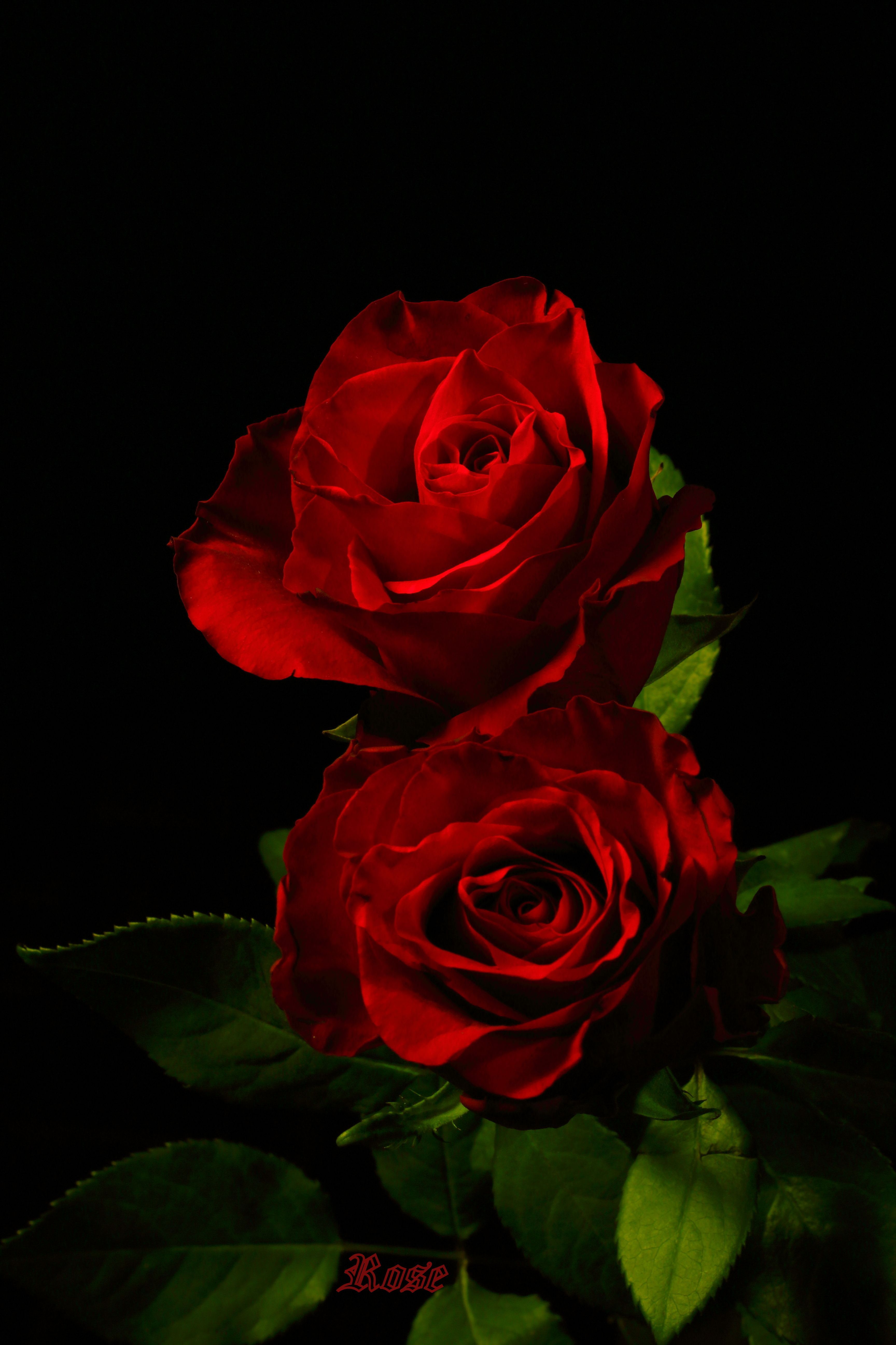 Red Roses Art Wallpaper Free Red Roses Art Background