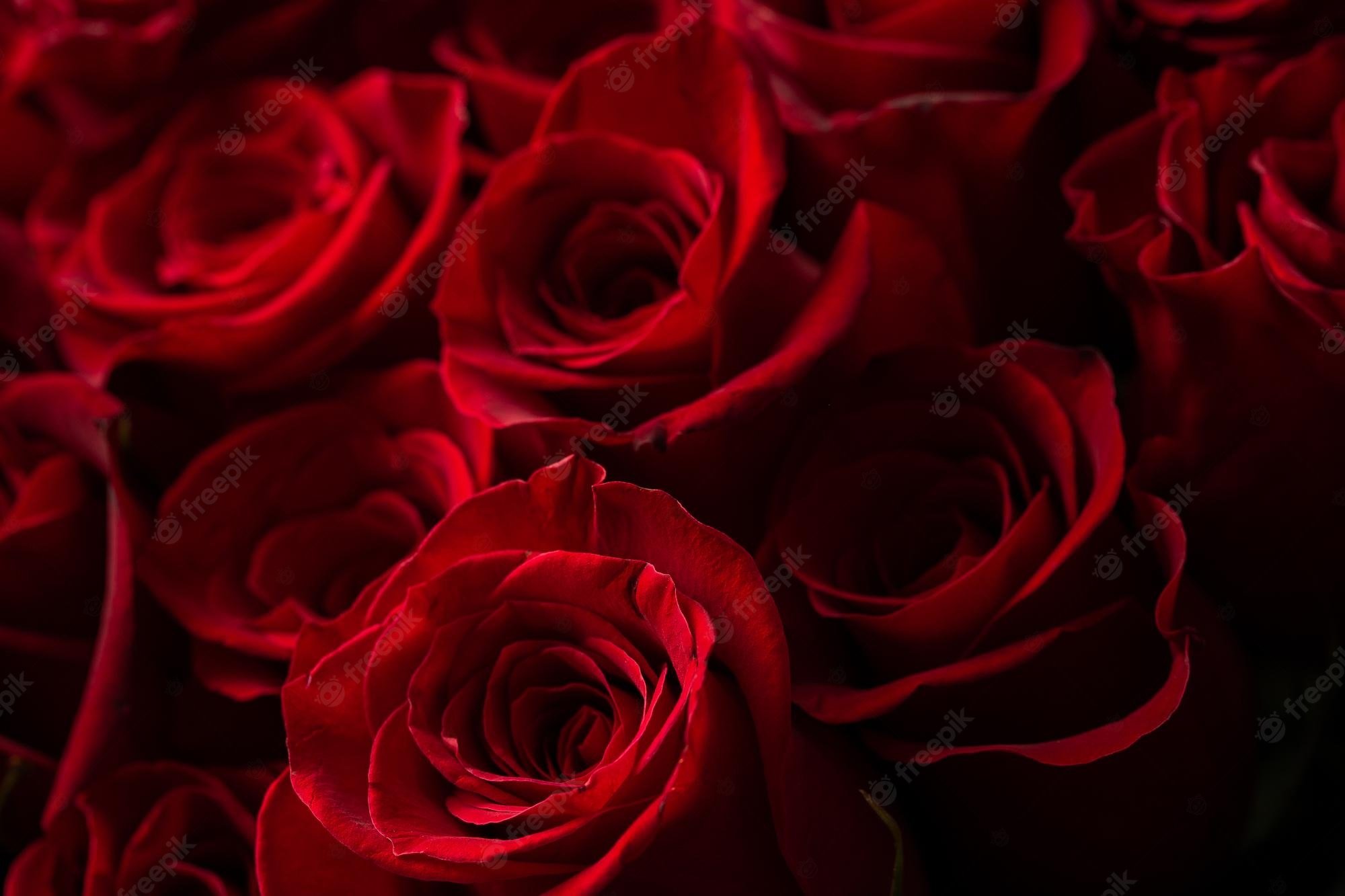 Premium Photo. Bouquet of beautiful red roses trend color classic red valentine's day selective focus roses wallpaper background