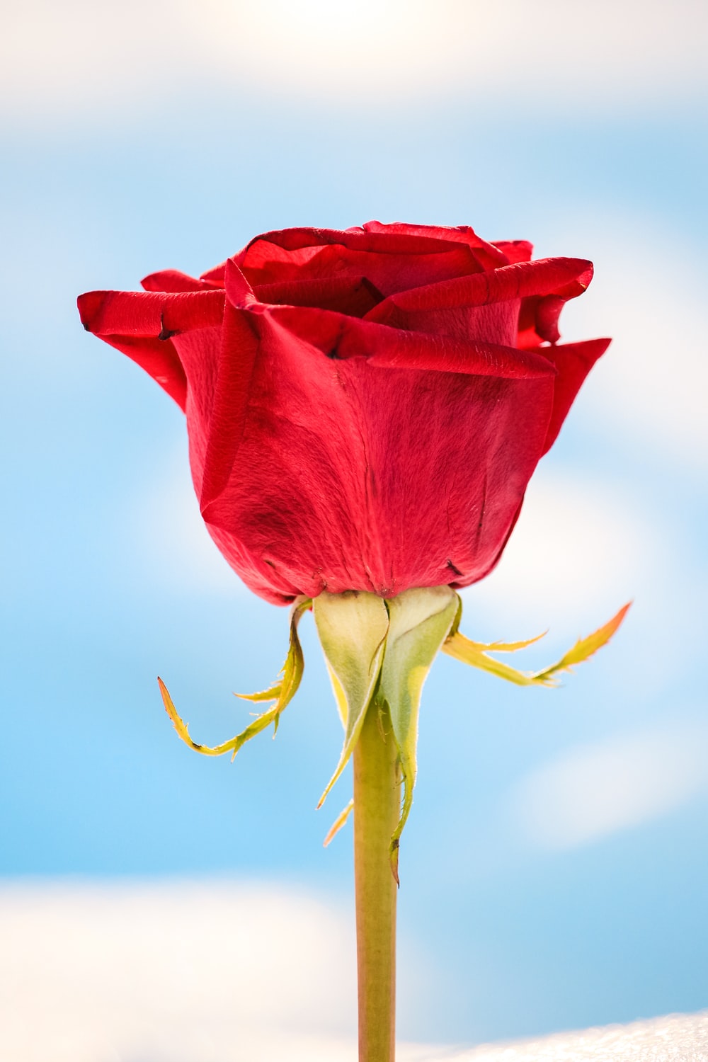 Beautiful Red Rose Wallpapers Wallpaper Cave