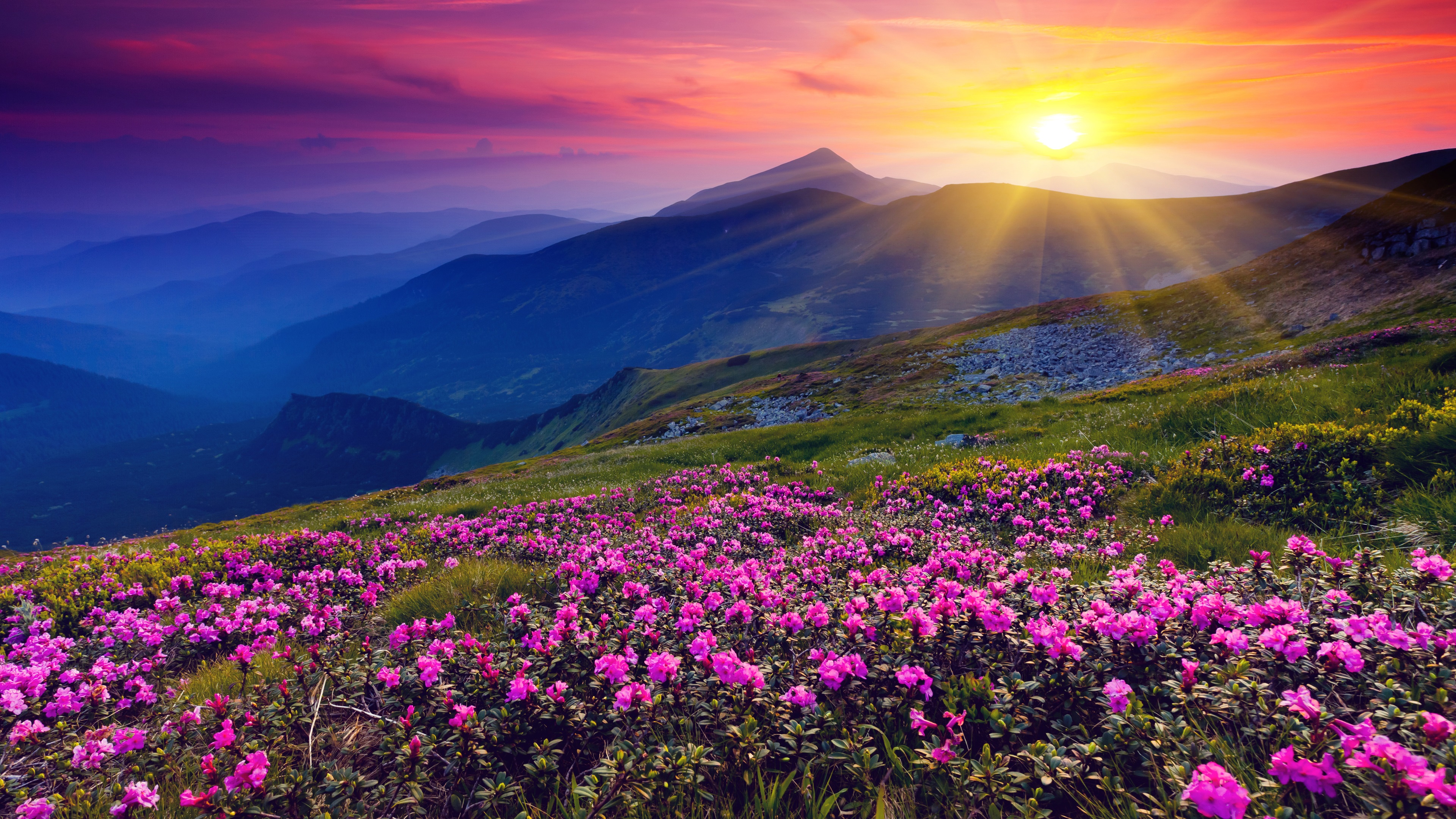 Wallpaper Sunrise, mountains, flowers, grass, dawn 3840x2160 UHD 4K Picture, Image