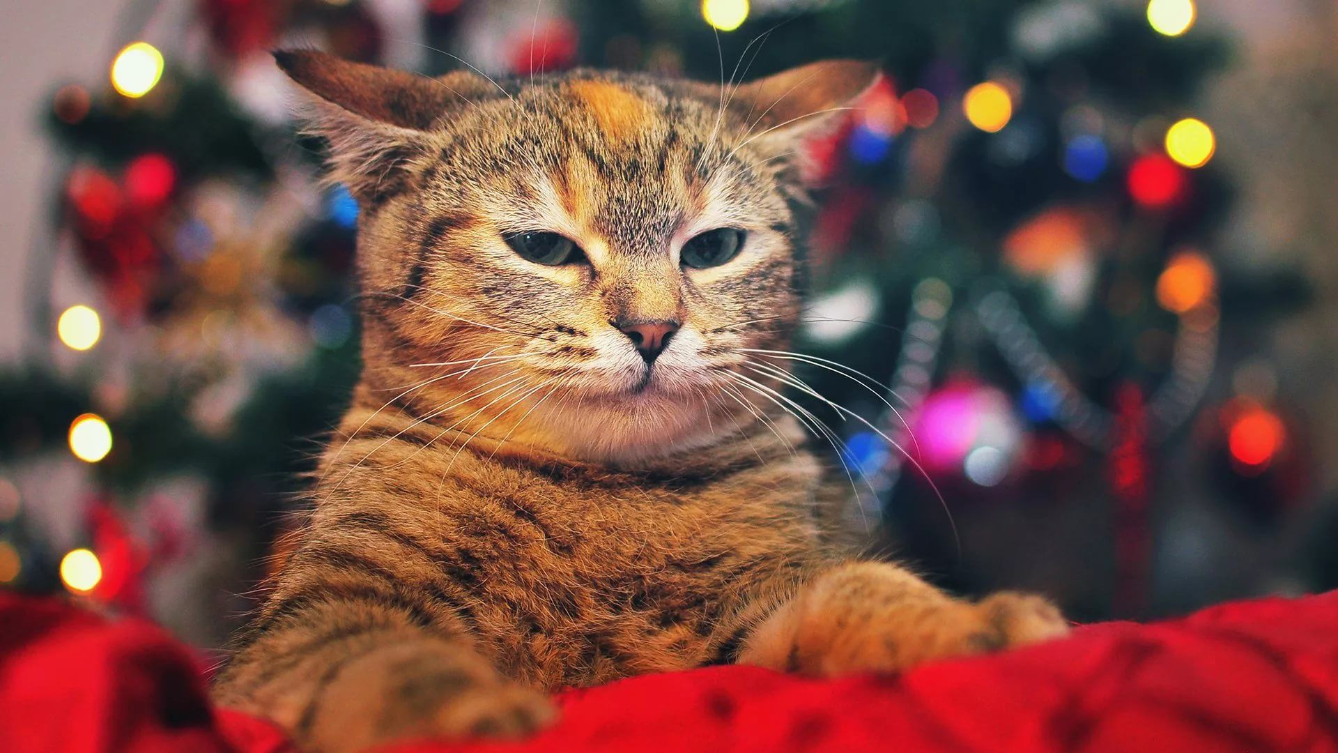 Christmas Cat Wallpaper