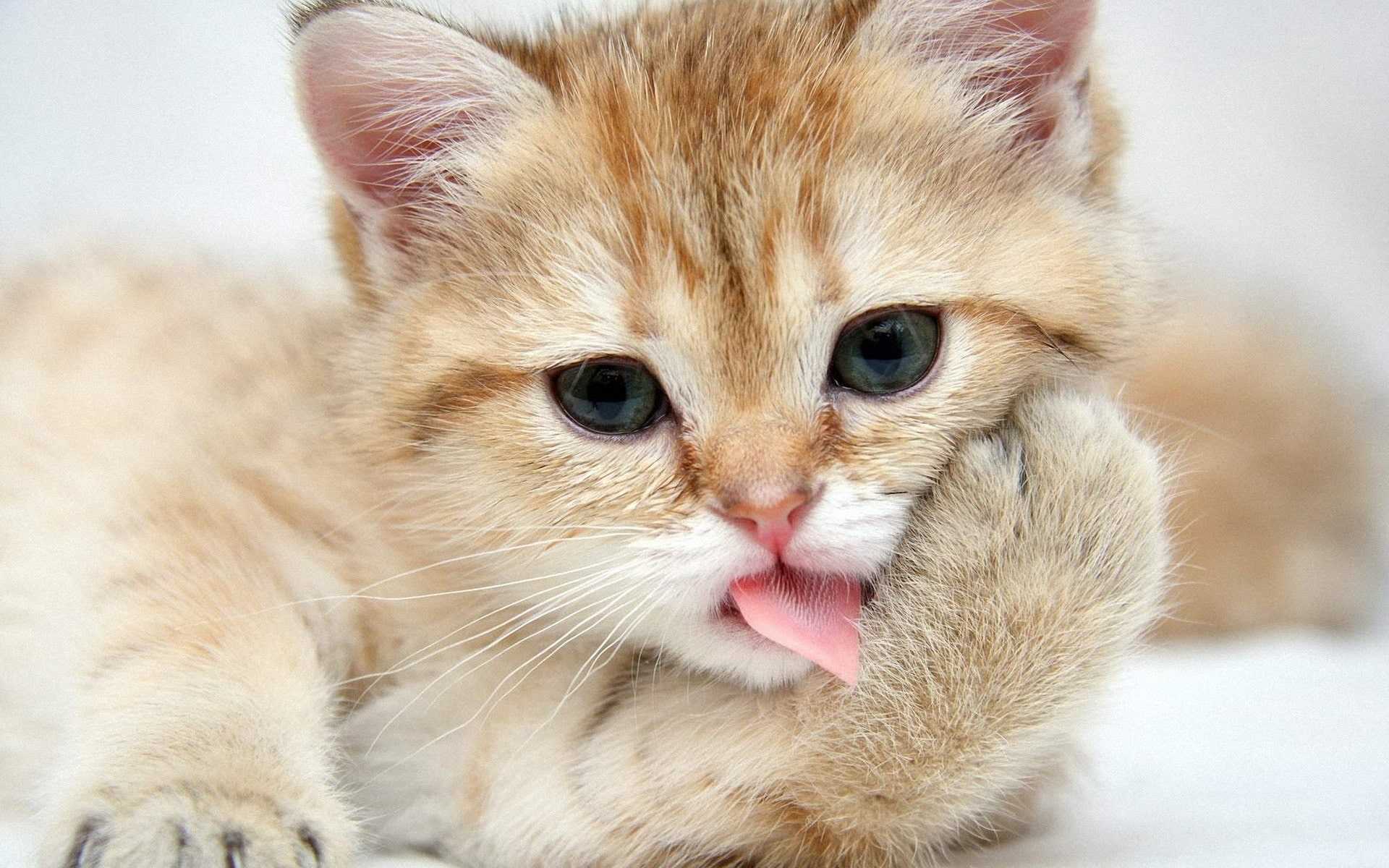 Cute Cat Wallpaper