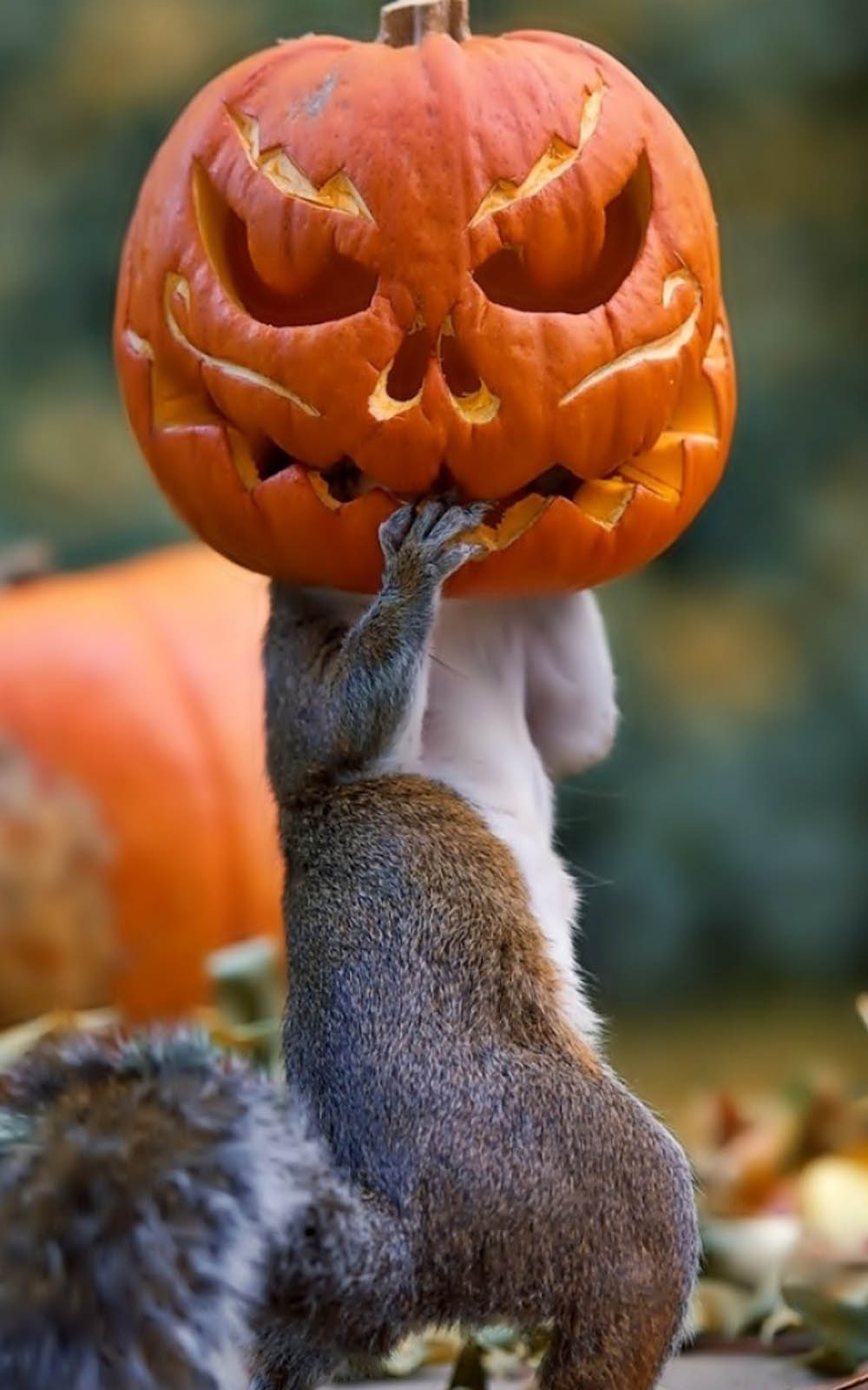 Squirrel Wearing Halloween Pumpkin Mask 4K Ultra HD Mobile Wallpaper