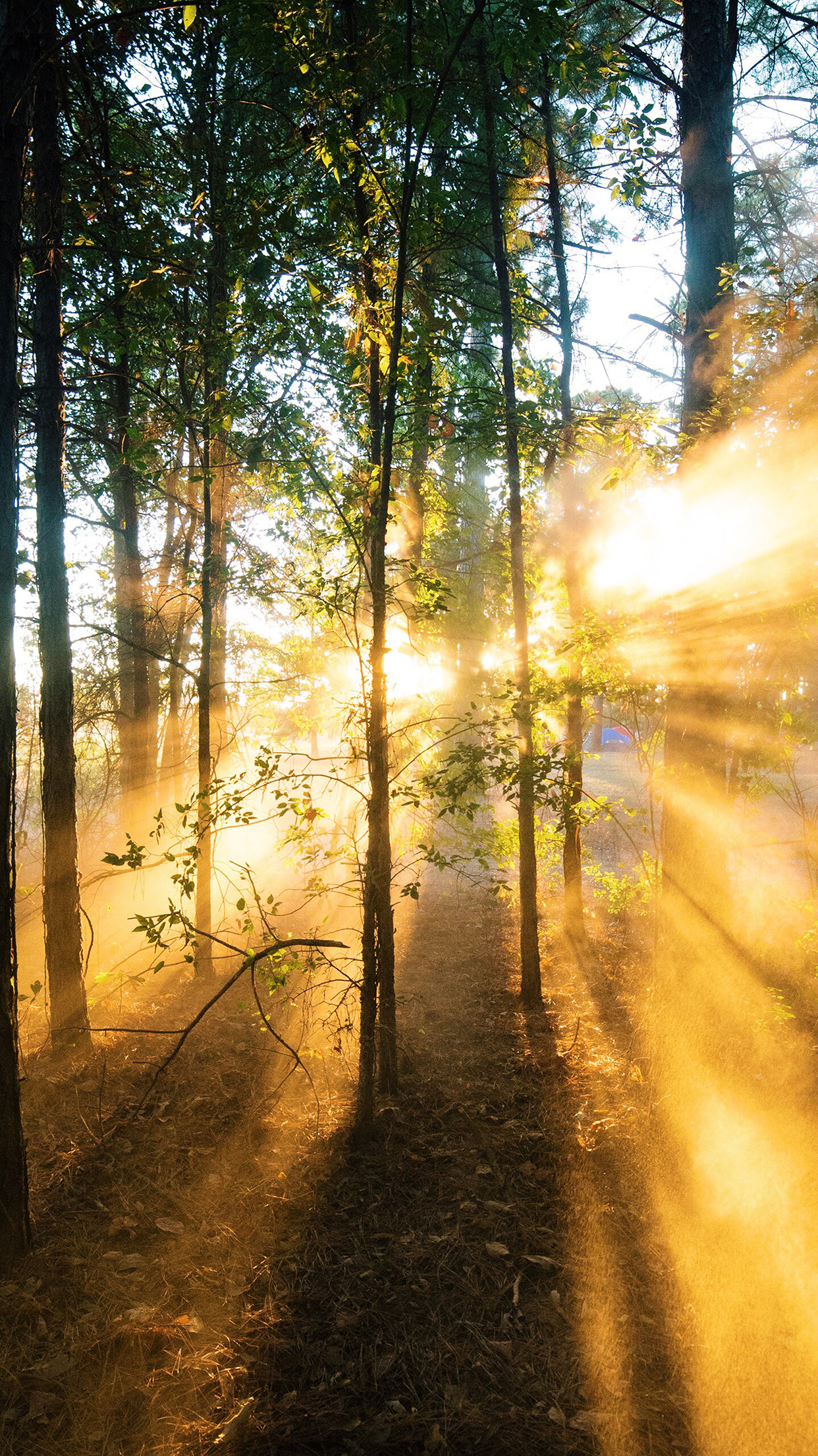 forest wood light sun summer nature