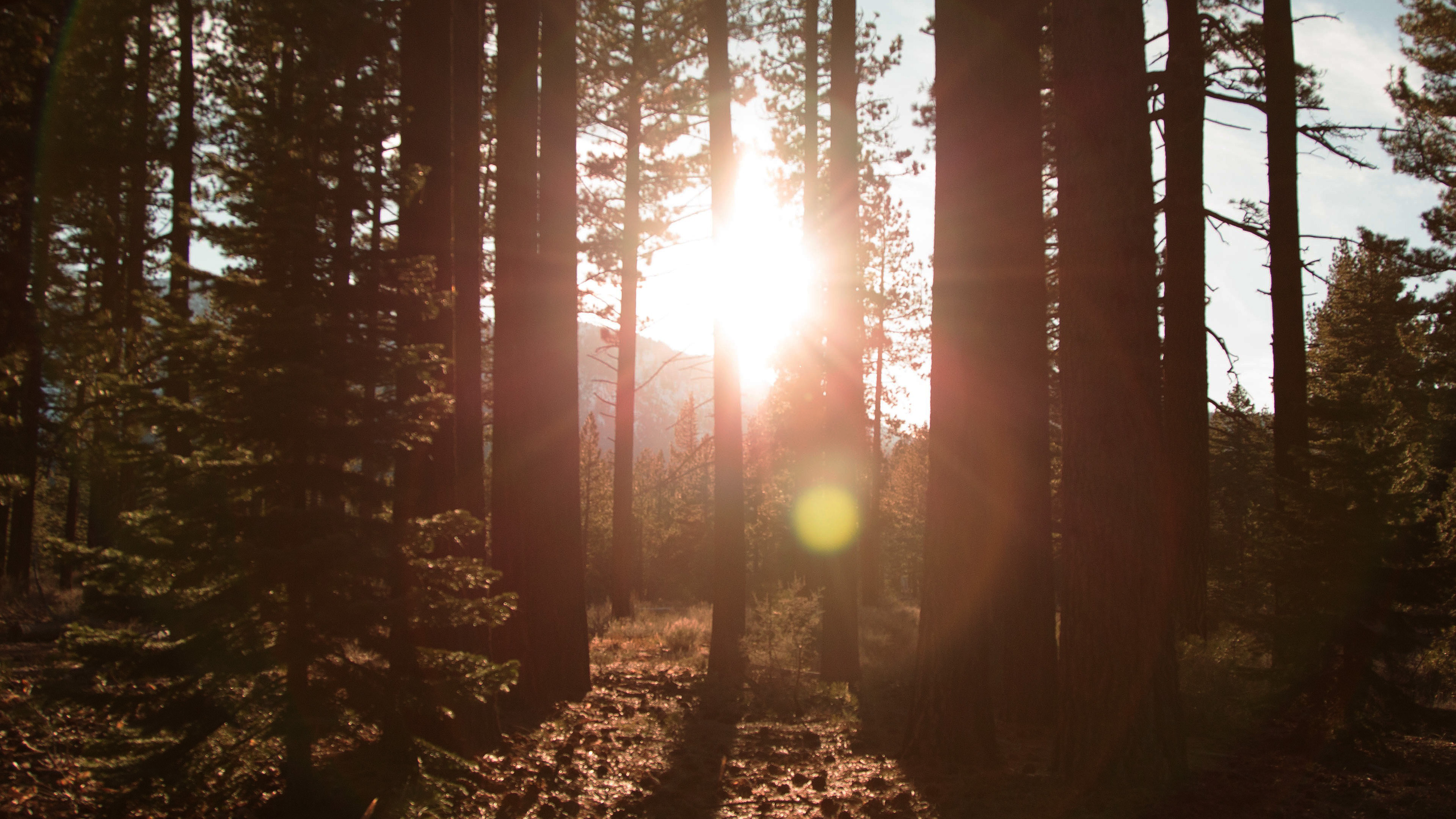 Shiny Mountain Sunny Wood Summer Wallpaper