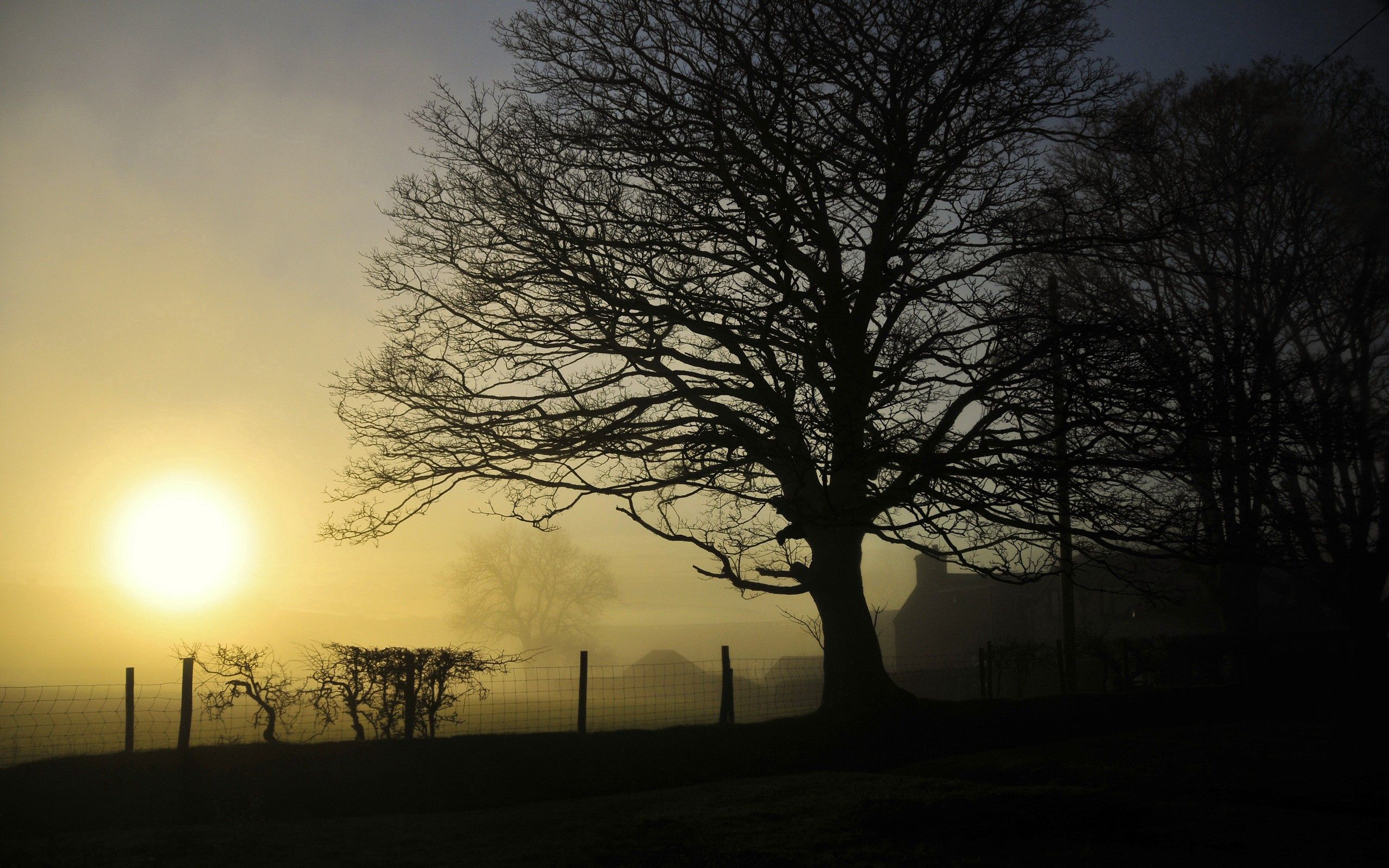 HD desktop wallpaper: Nature, Summer, Wood, Tree, Fog download free picture