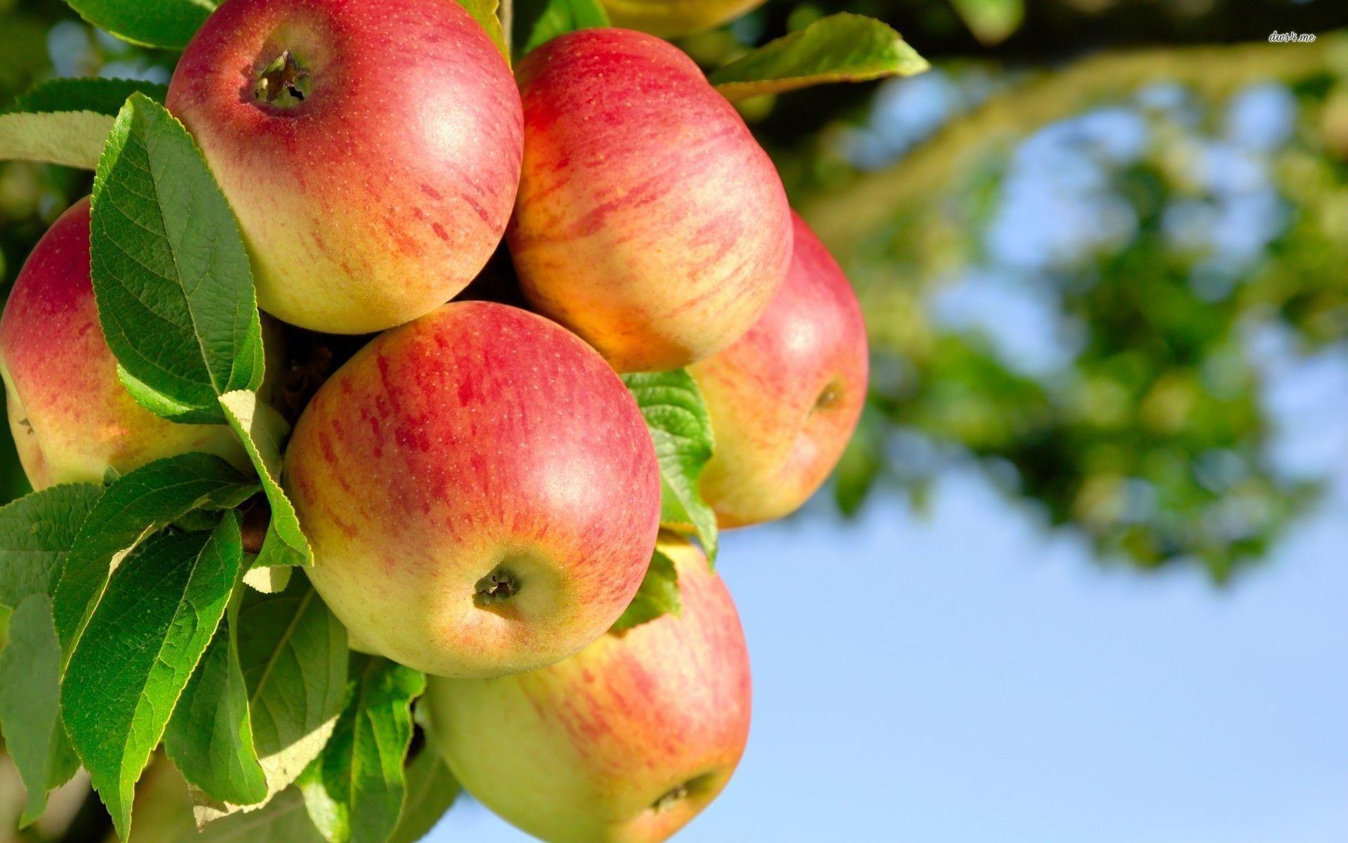 Free download Apple Tree Wallpaper [1920x1200] for your Desktop, Mobile & Tablet. Explore Apple Tree Wallpaper. Apples Wallpaper, Apple Bloom Wallpaper, Apple Fruit Wallpaper