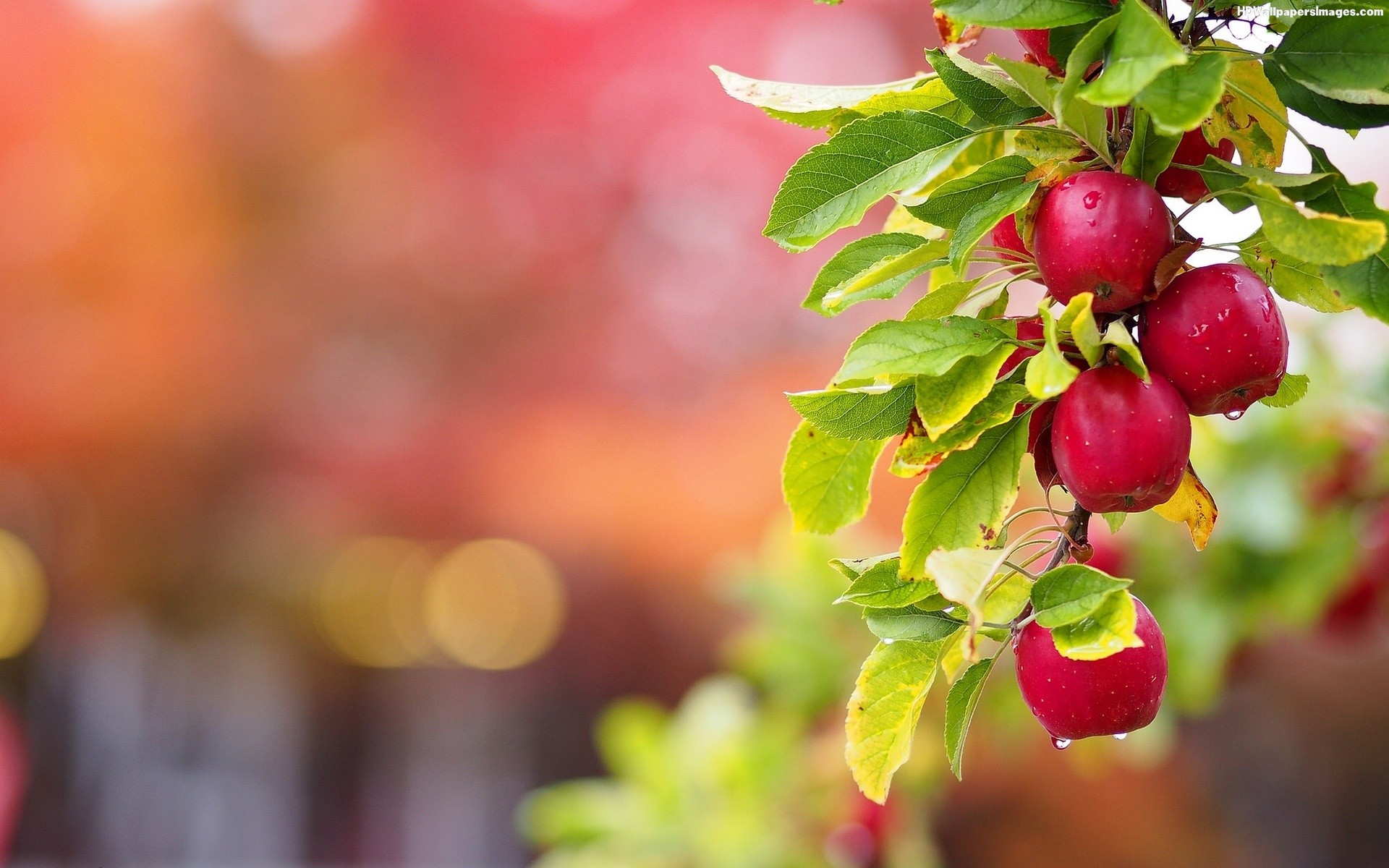 Free download Image Wallpaper of Apple Tree in HD Quality BSCB [1920x1200] for your Desktop, Mobile & Tablet. Explore Apple Tree Wallpaper. Apples Wallpaper, Apple Bloom Wallpaper, Apple Fruit Wallpaper