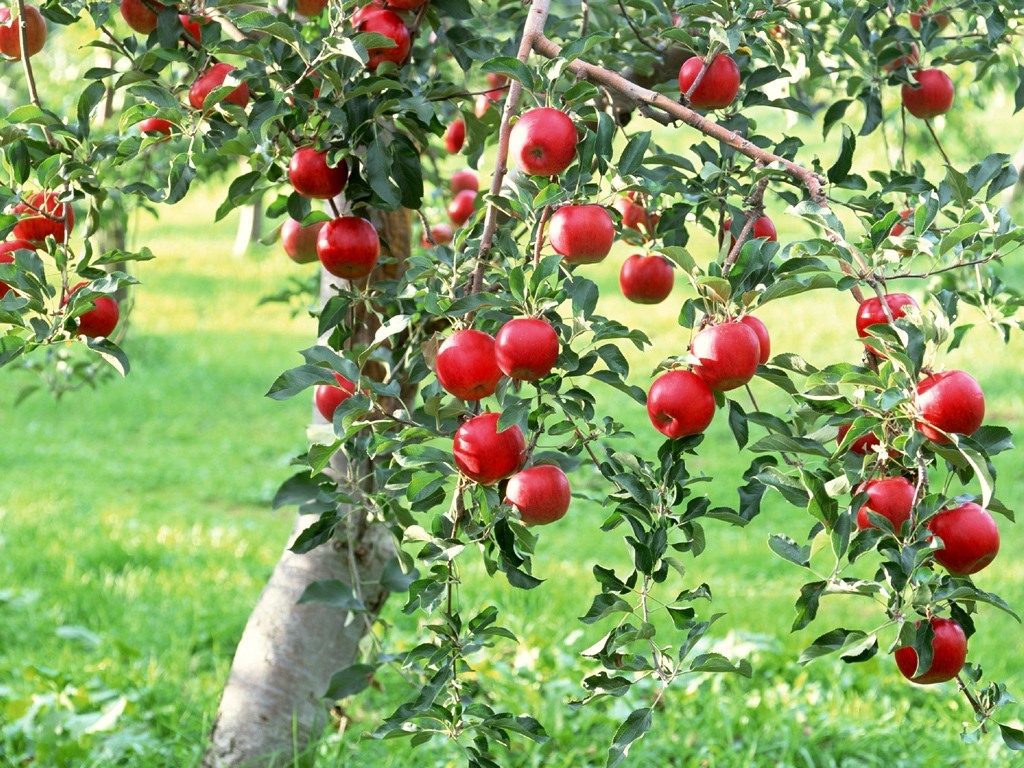 Free Apple Tree Wallpaper, Apple Tree Wallpaper Download