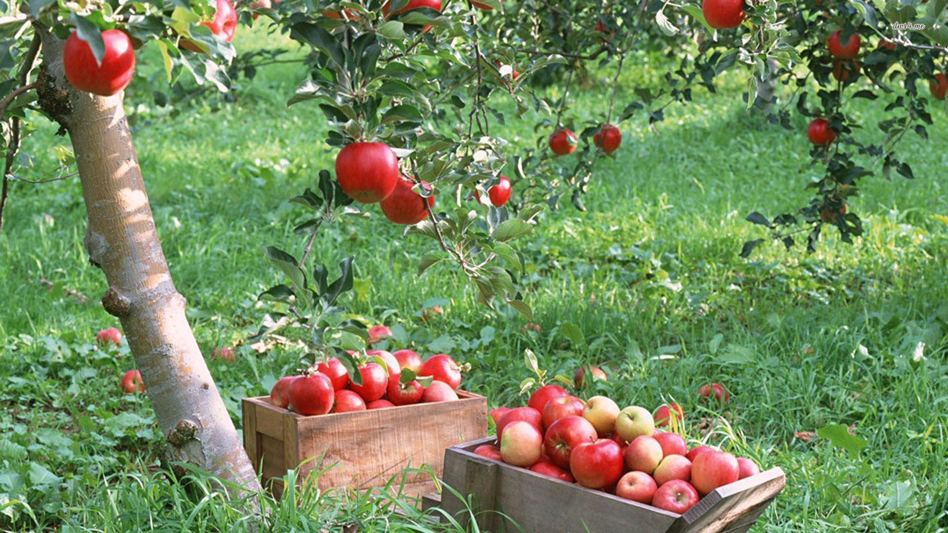 Free download Desktop apple fruits tree image [1920x1080] for your Desktop, Mobile & Tablet. Explore Apple Tree Wallpaper. Apples Wallpaper, Apple Bloom Wallpaper, Apple Fruit Wallpaper