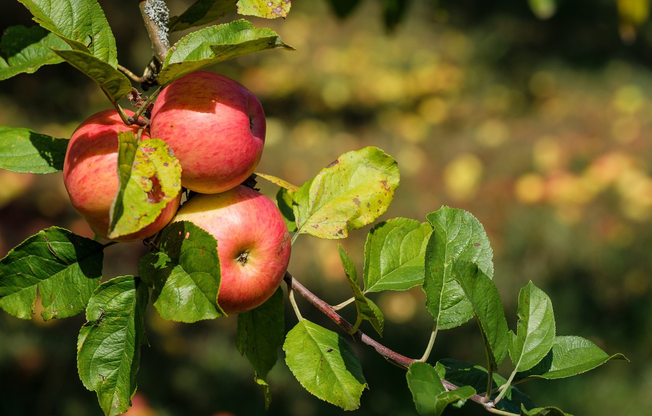 Wallpaper tree, apples, Nature, fruit image for desktop, section природа