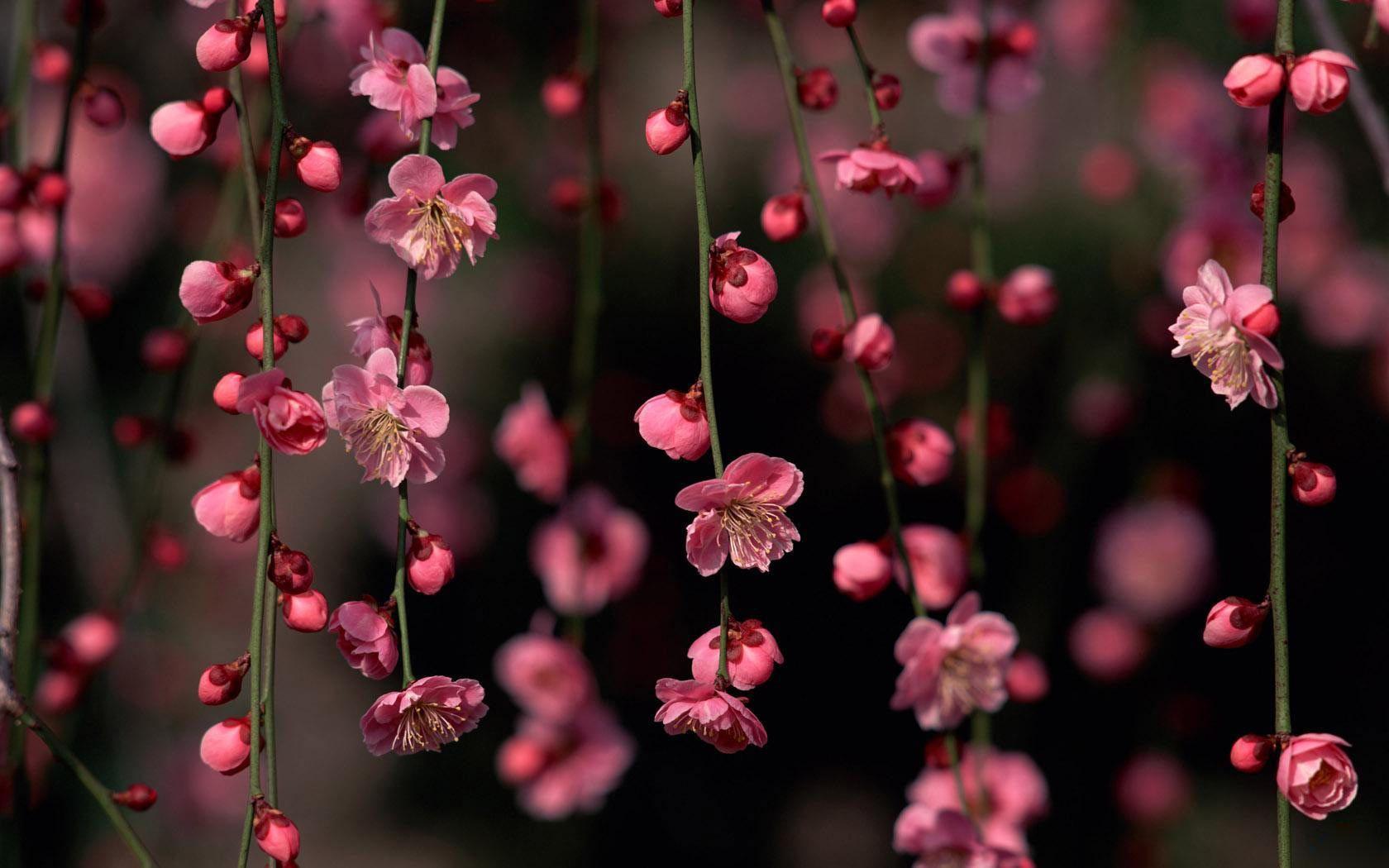 Pink Spring Flowers Wallpaper