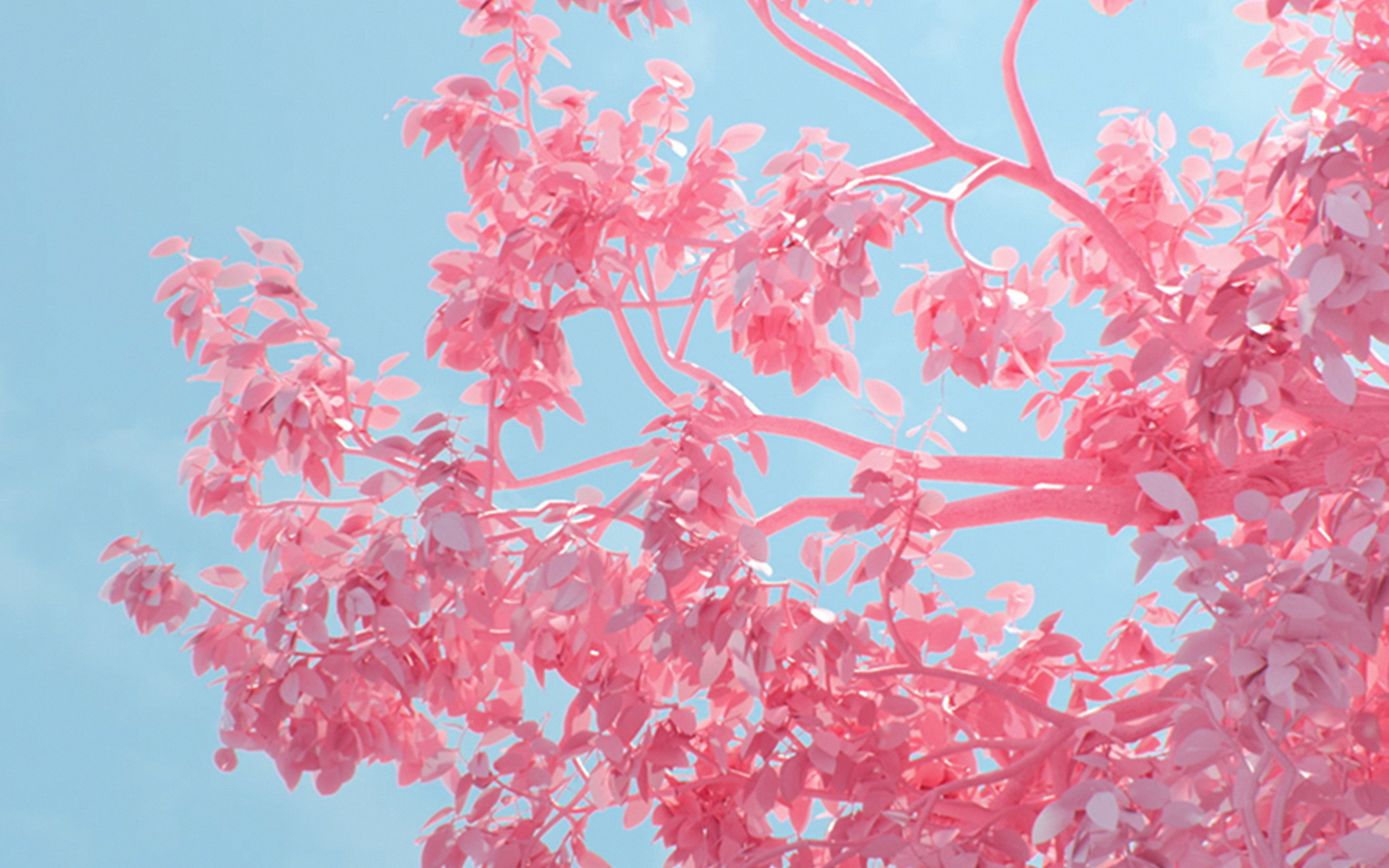 Tree Pink Spring Digital Art Illustration Wallpaper