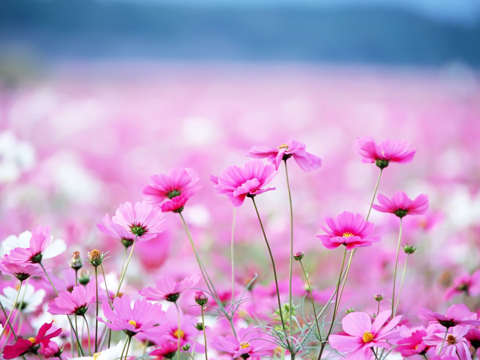 Springtime Pink Flower Wallpaper Free Springtime Pink Flower Background