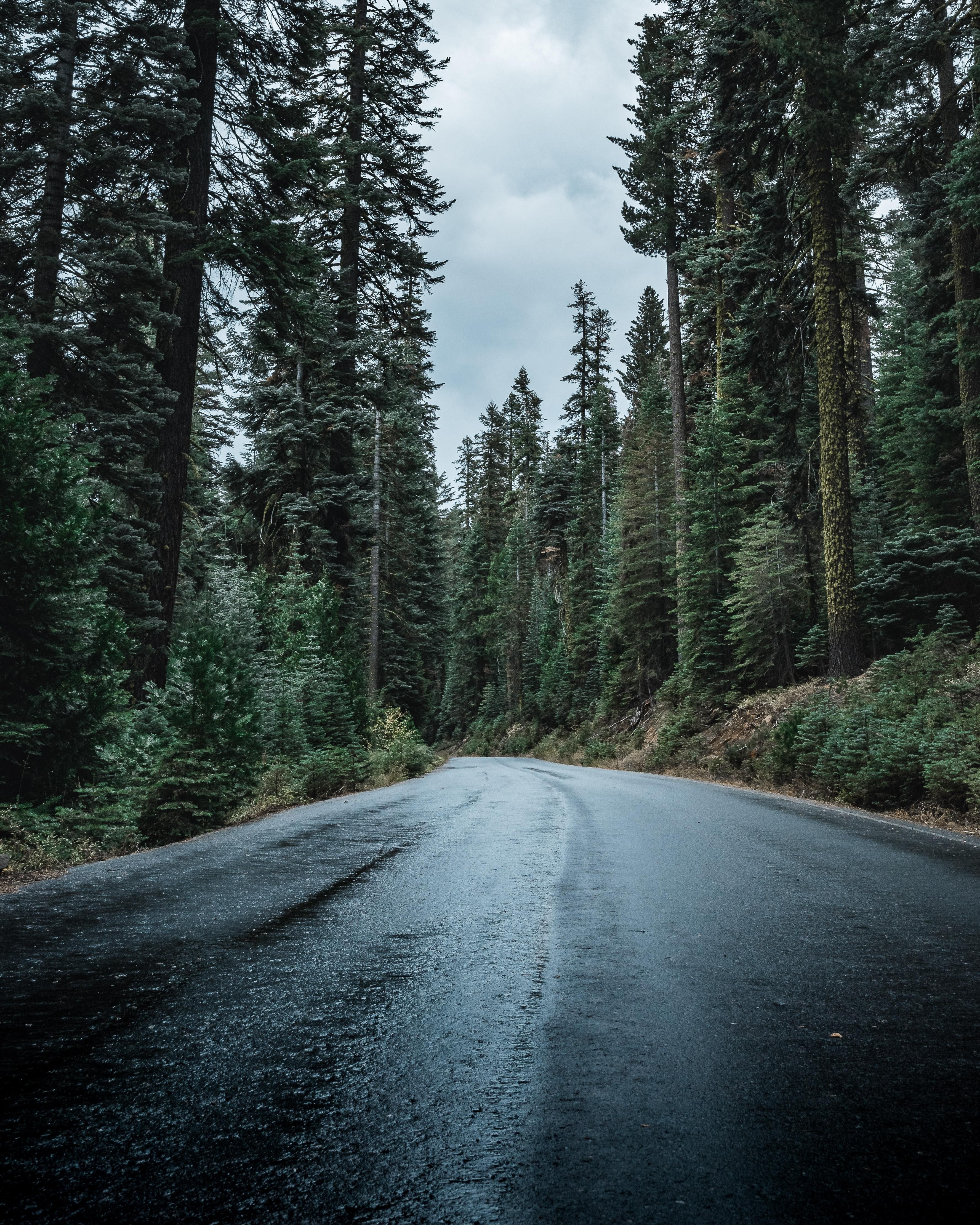 A rainy mountain backroad in the Stanislaus National Forest. [OC] [3552*4440]