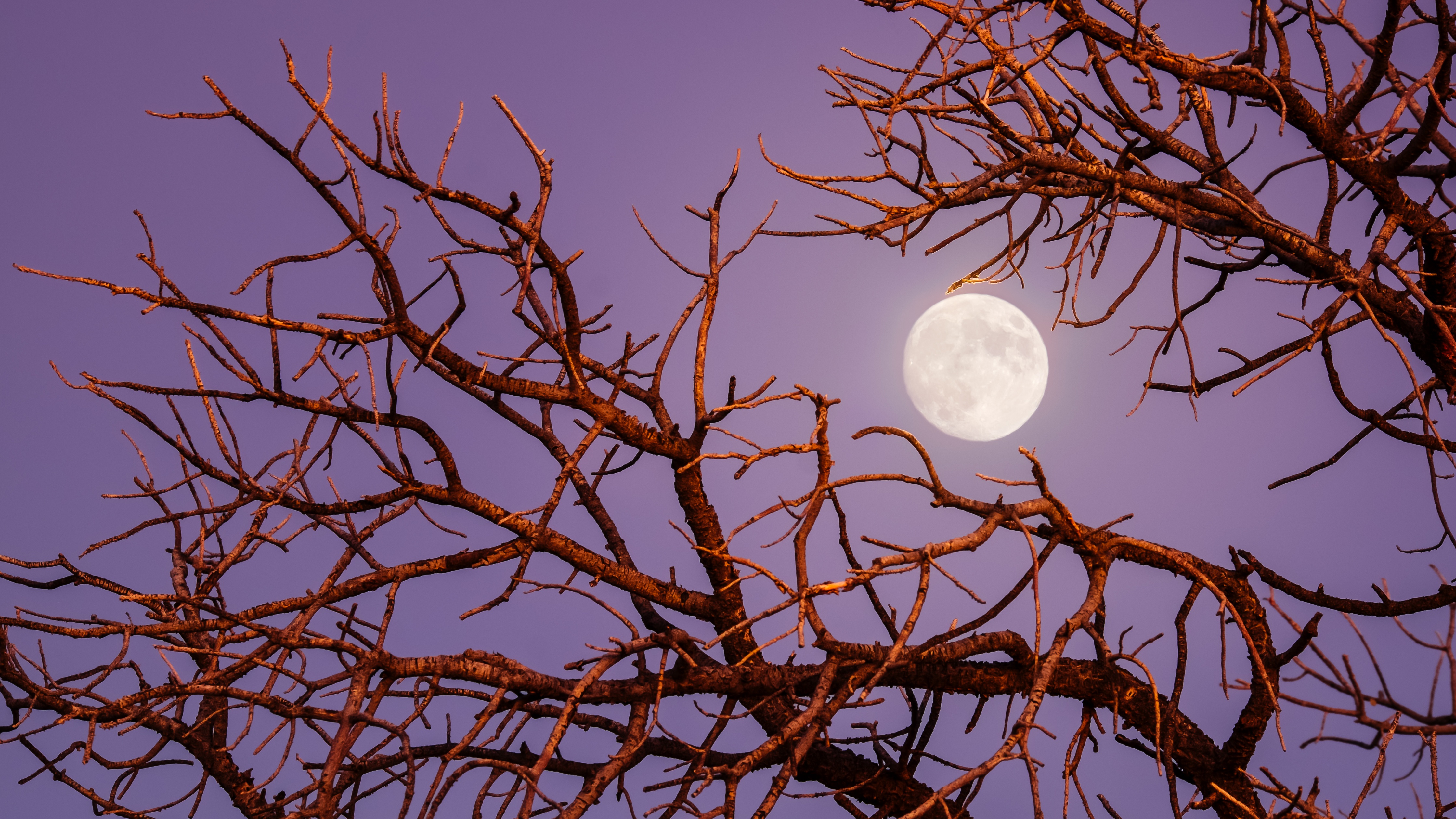 Twilight Moon Wallpaper 4K, Night, Tree Branches, Sky view, Aesthetic, 5K, Photography