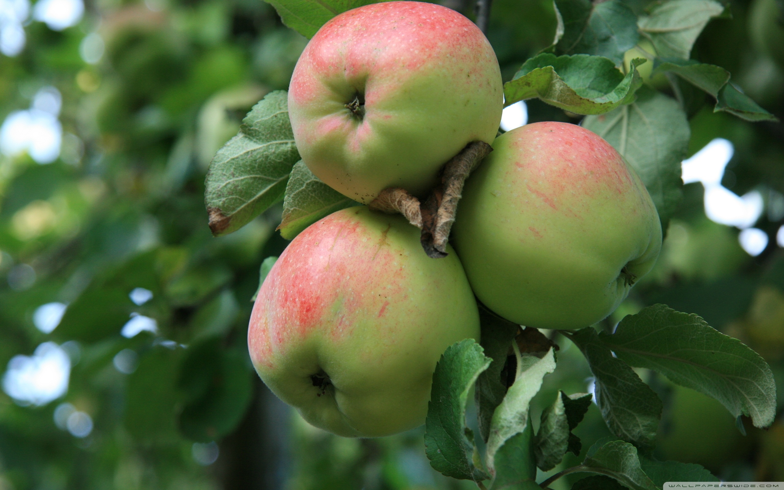 Apple Tree With Green Apples Ultra HD Desktop Background Wallpaper for 4K UHD TV, Tablet