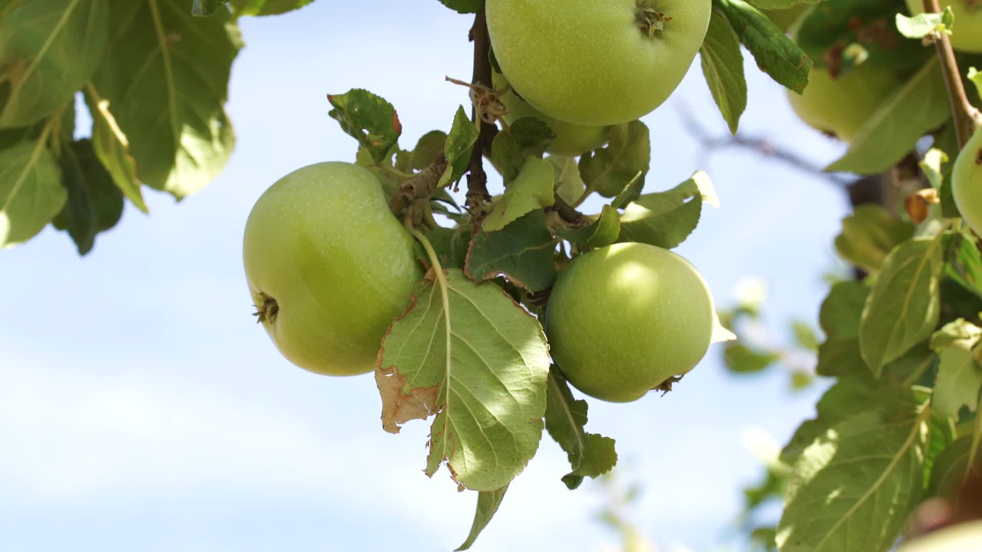 Green Apples Stock Video Footage for Free Download