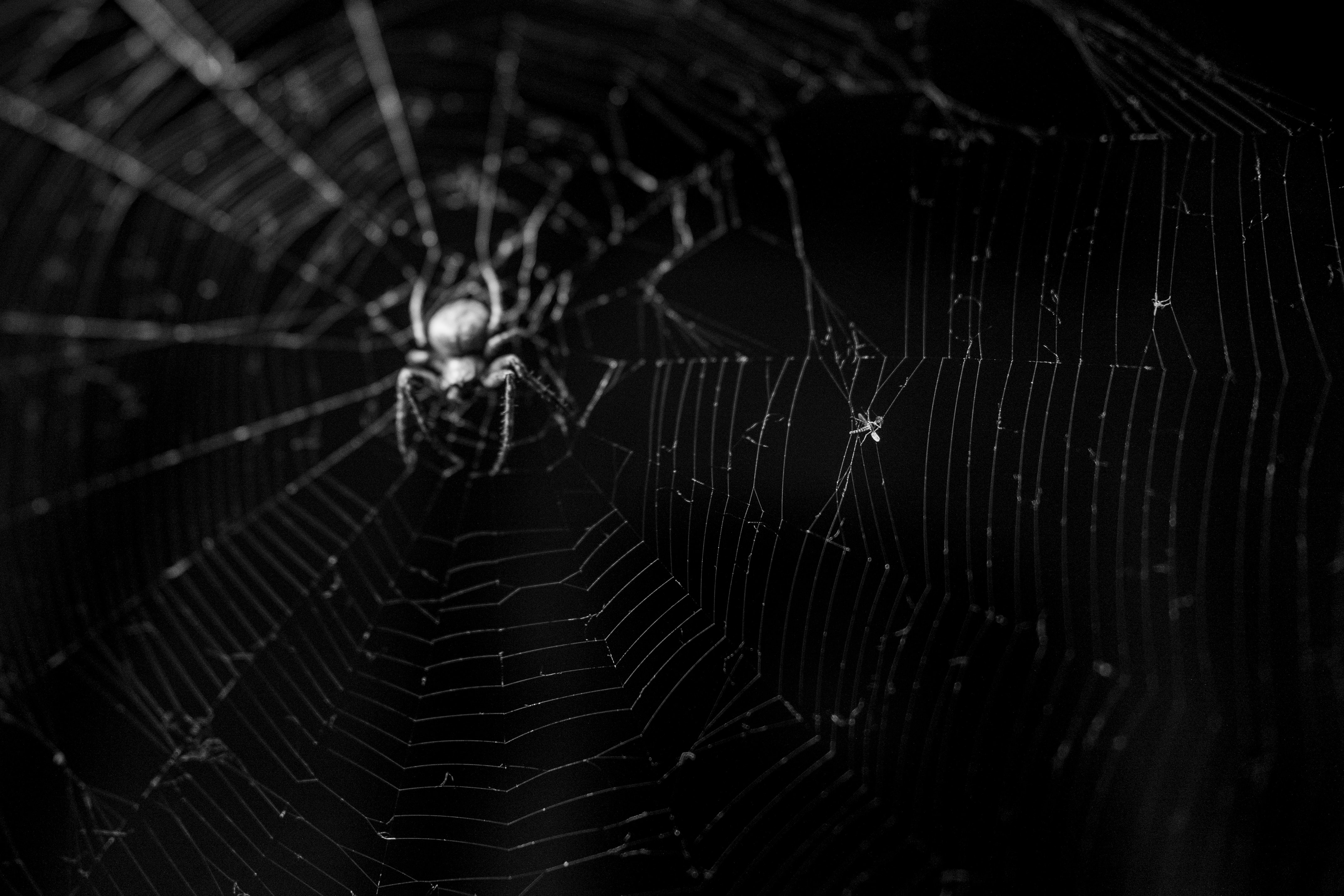 Animal Spider 4k Ultra HD Wallpaper