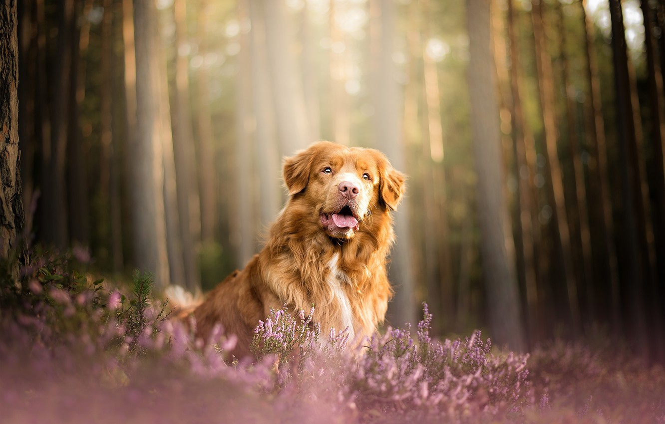 Wallpaper forest, dog, Heather, Nova Scotia duck tolling Retriever image for desktop, section собаки