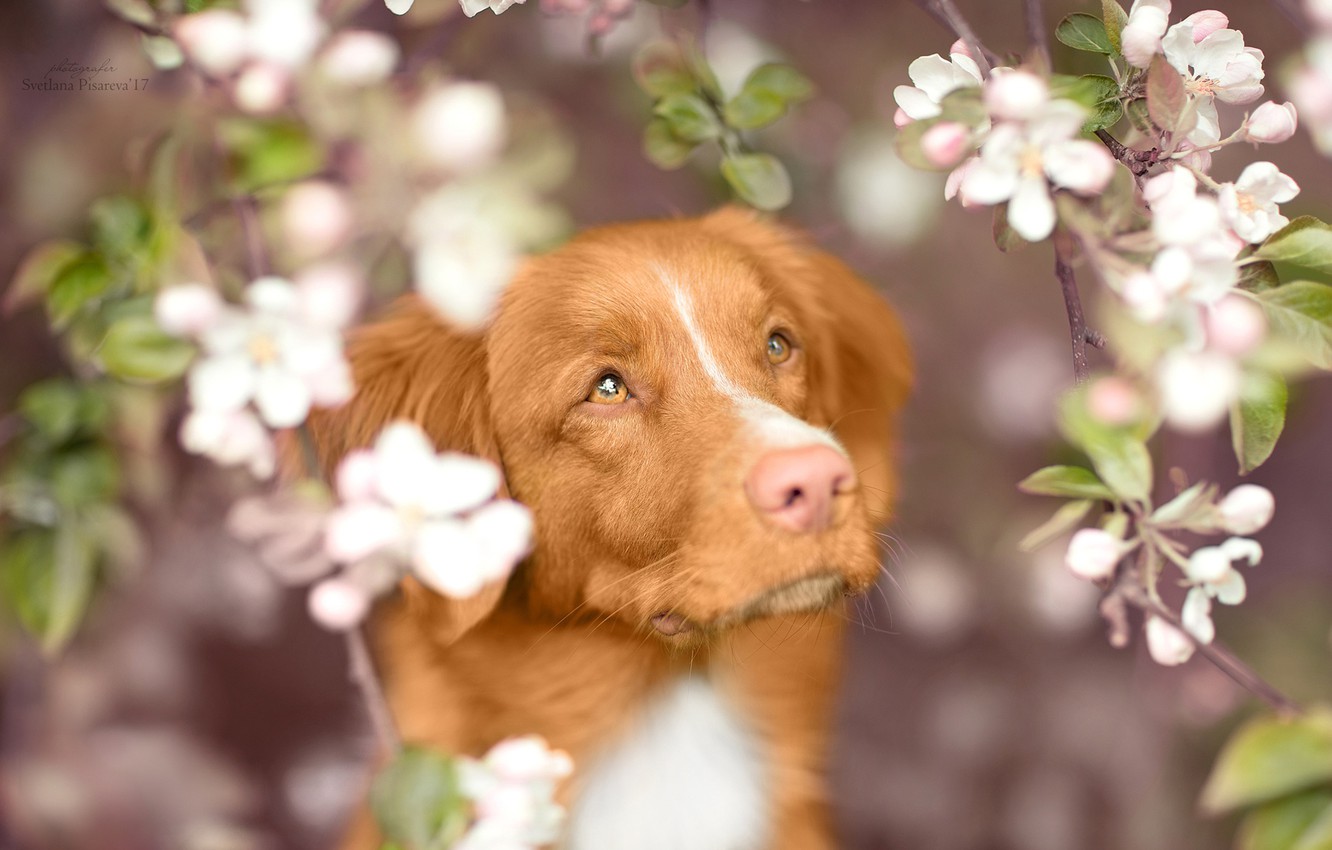 Wallpaper look, face, branches, dog, spring, flowering, Nova Scotia duck tolling Retriever image for desktop, section собаки