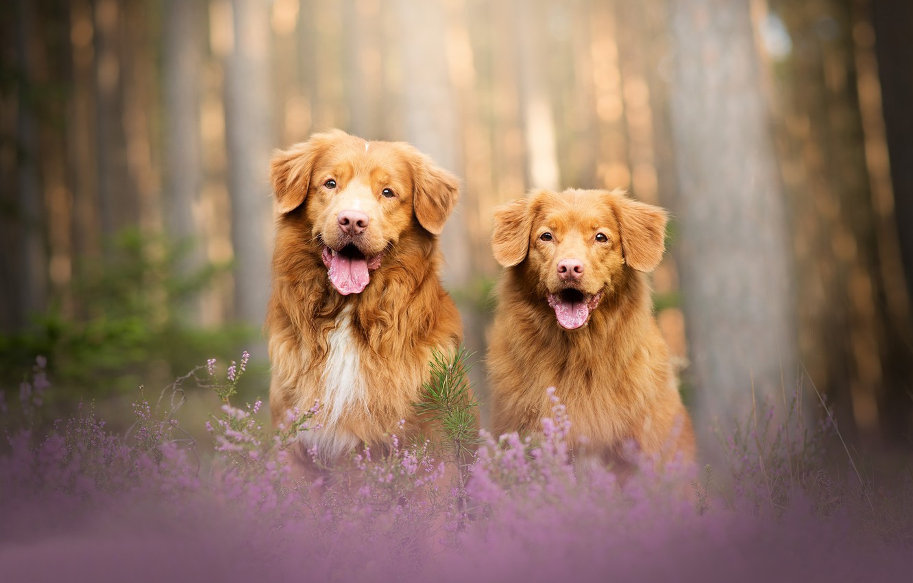 Wallpaper forest, dogs, pair, bokeh, two dogs, Heather, Nova Scotia duck tolling Retriever image for desktop, section собаки