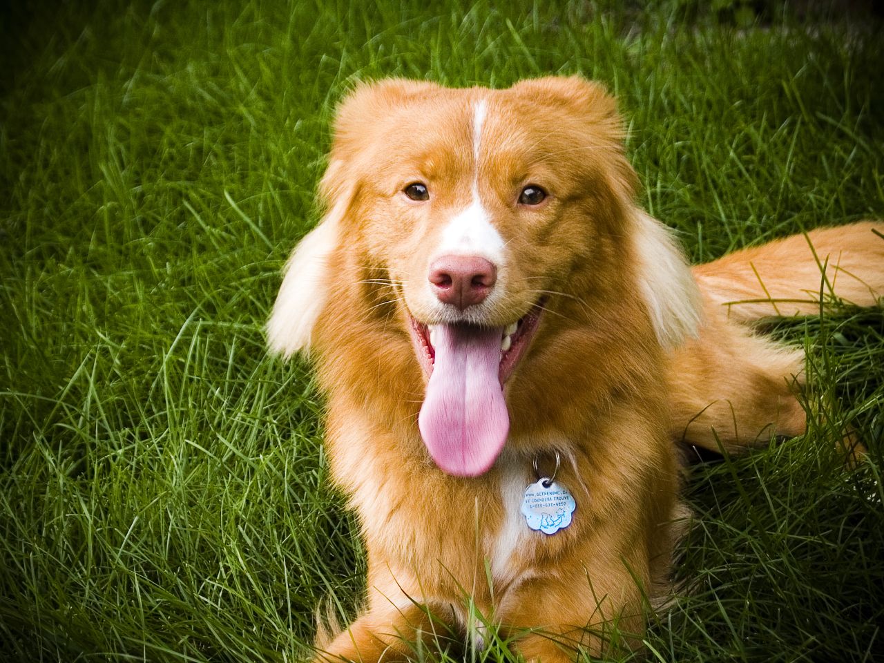 Nova Scotia Duck Tolling Retriever Dog Breed Information, Photo, Traits And Facts