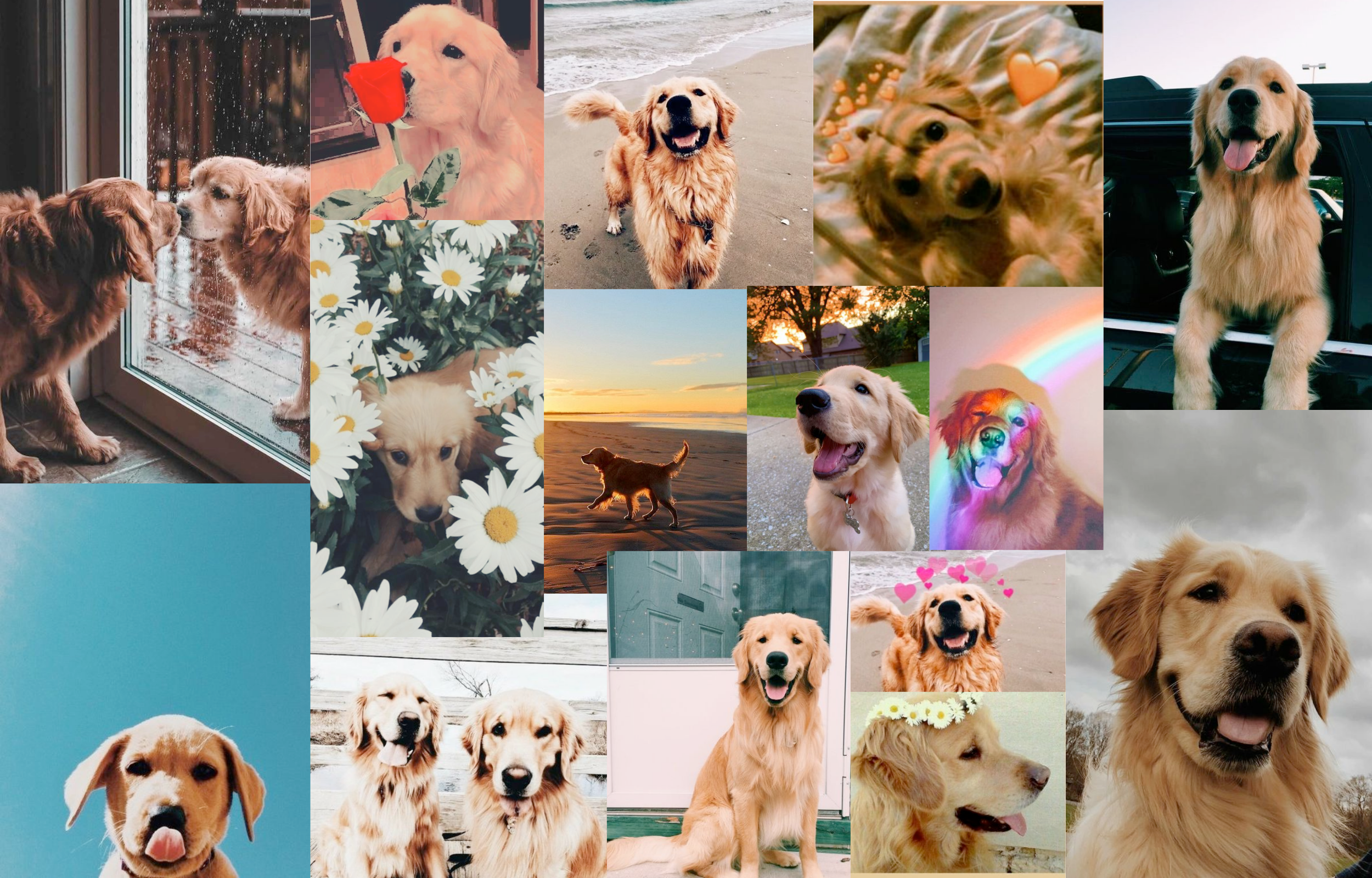 Aesthetic Dog Collage
