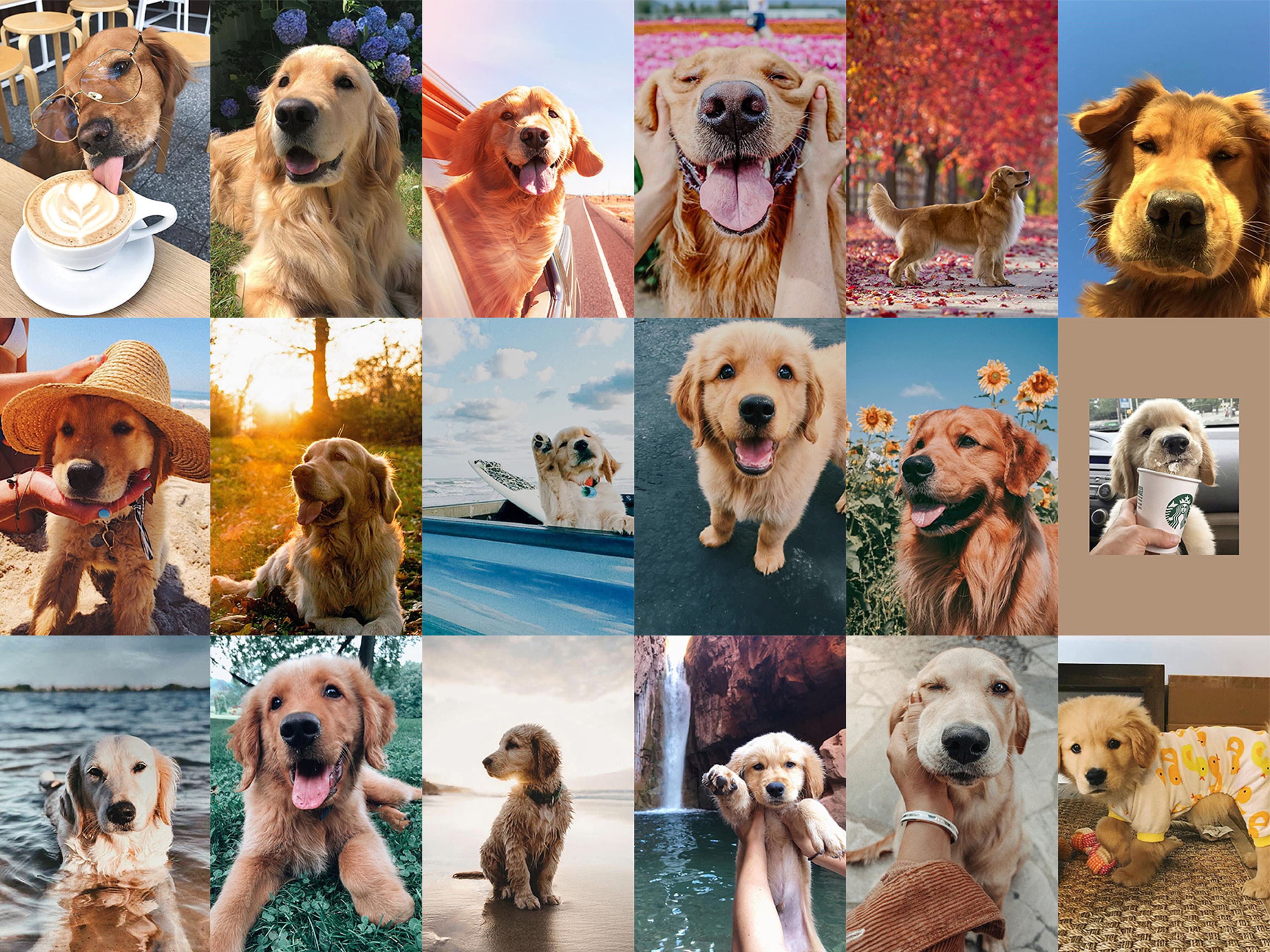 Dog Collages Wallpapers - Wallpaper Cave
