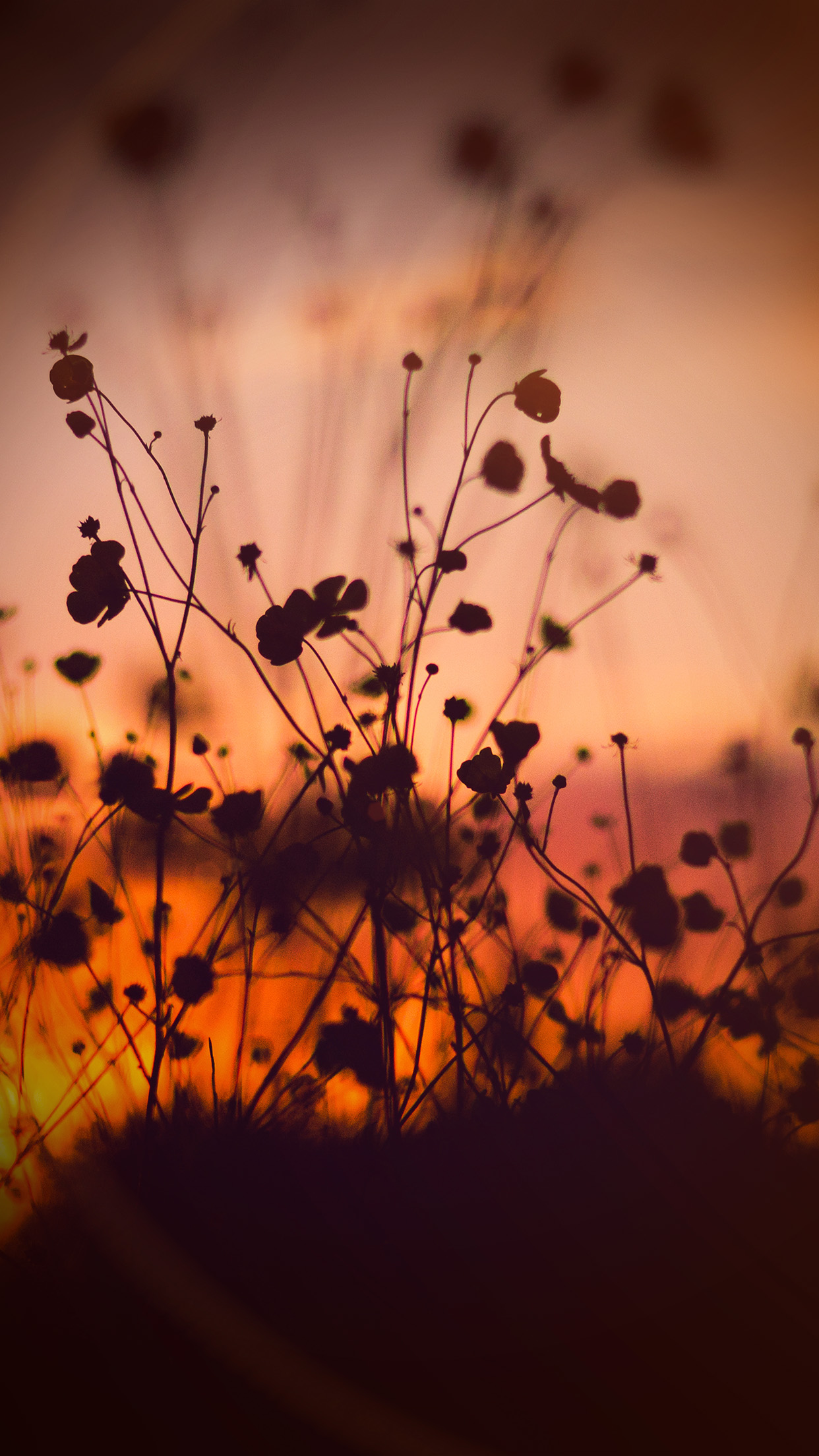 iPhone X wallpaper. night nature flower sunset dark shadow orange flare