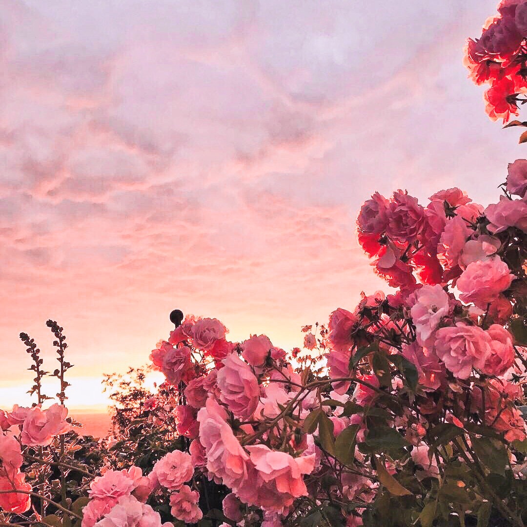 Flowers At Sunset Wallpapers - Wallpaper Cave