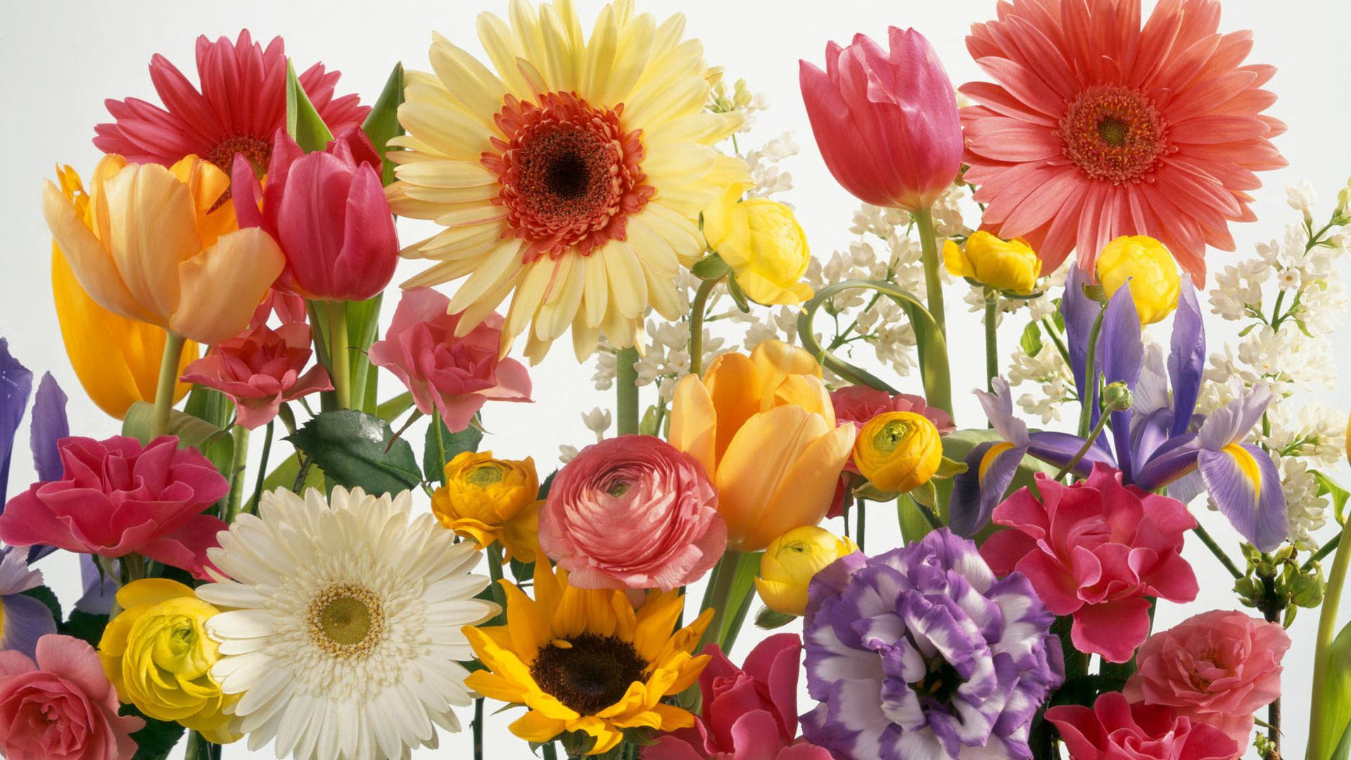 colorful flowers wallpaper, flower, flowering plant, petal, cut flowers, floristry