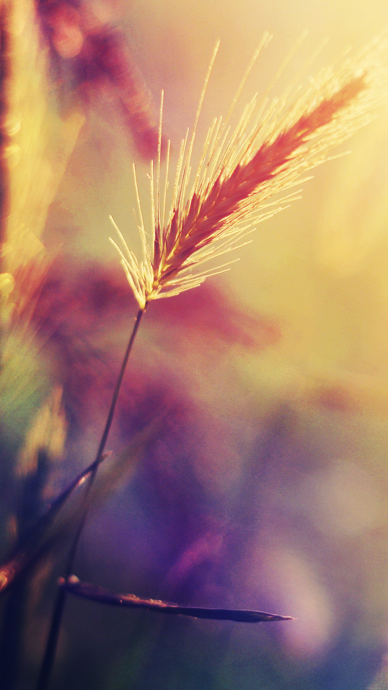 iPhone X wallpaper. sunset reed flower flare nature