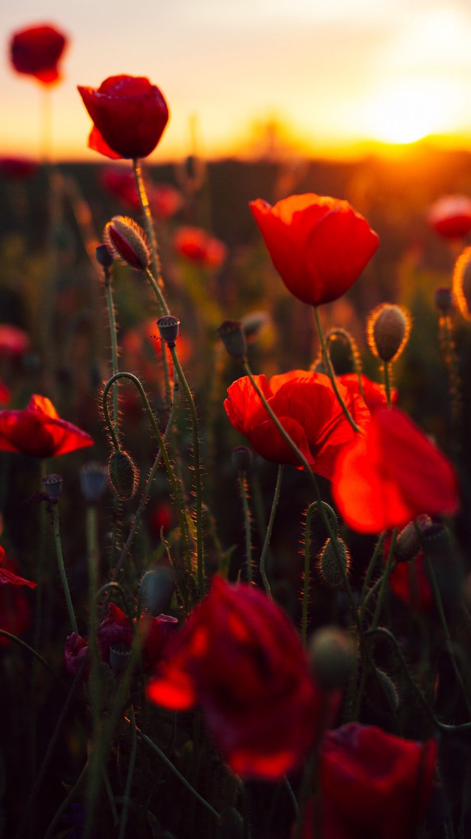 Download Wallpaper 938x1668 Poppies, Red, Flowers, Field, Sunset Iphone 8 7 6s 6 For Parallax HD Background