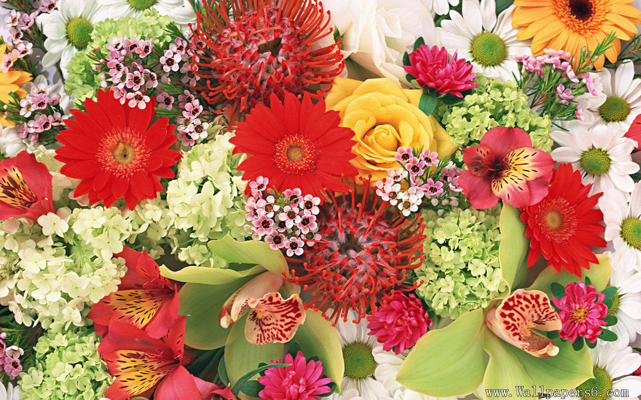 Multicolored flowers － Flower Wallpaper download