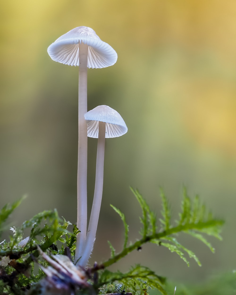 Mushroom Picture [HD]. Download Free Image
