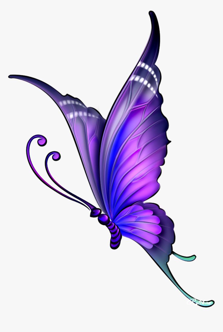 Butterfly Drawing Color Clip Art Drawing With Color, HD Png Download, Transparent Png Image