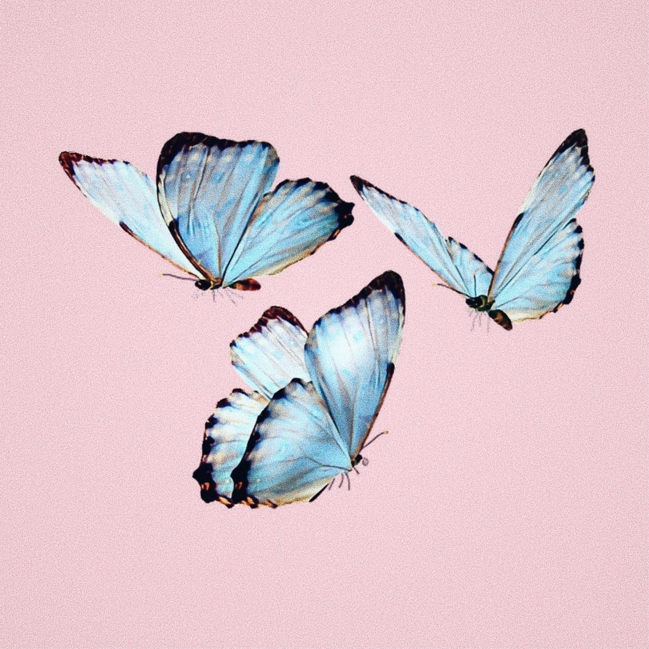 Pink Butterfly Wallpaper Aesthetic, Find Image Of Pink Butterfly