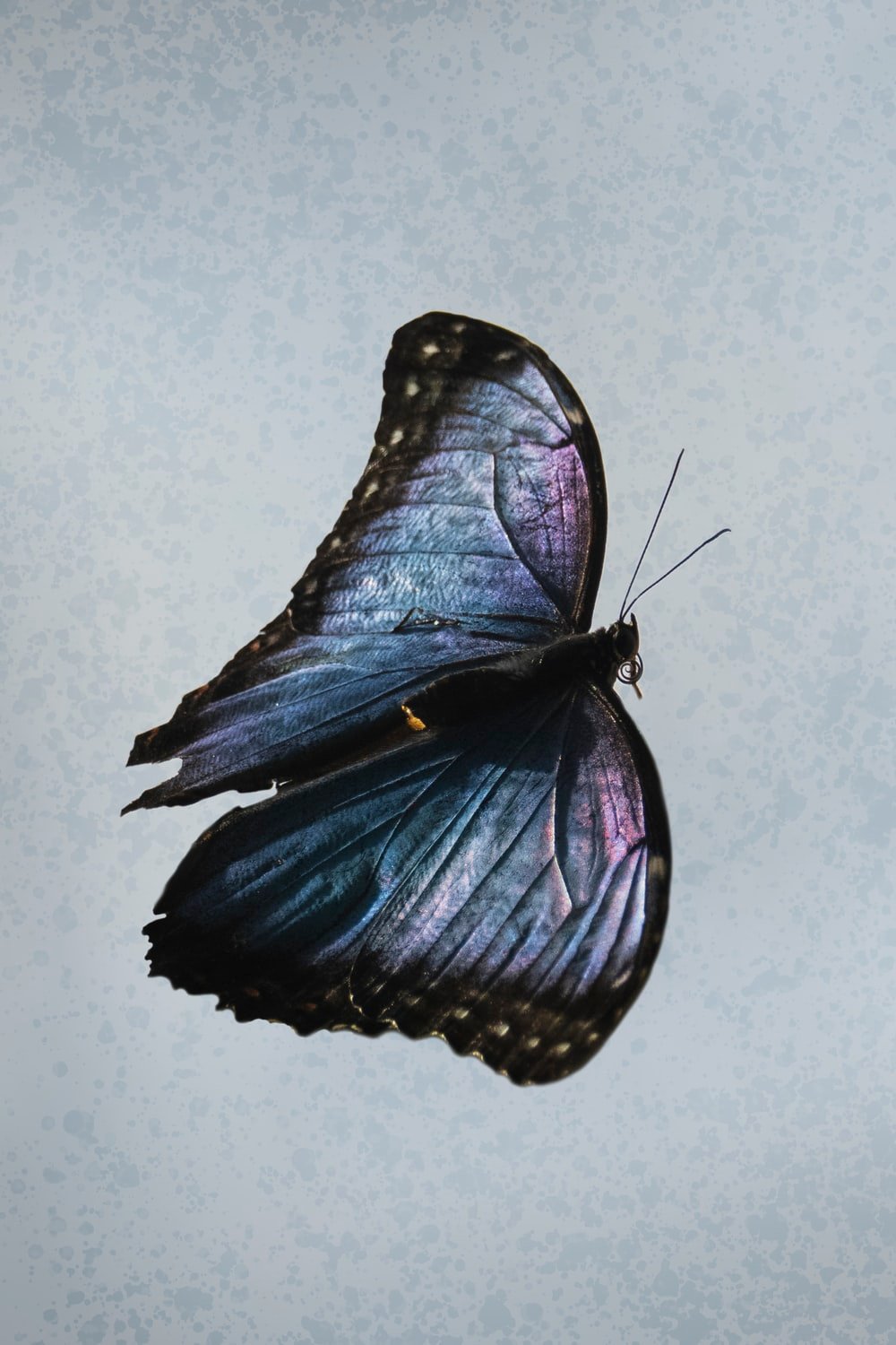 Butterfly Painting Picture. Download Free Image