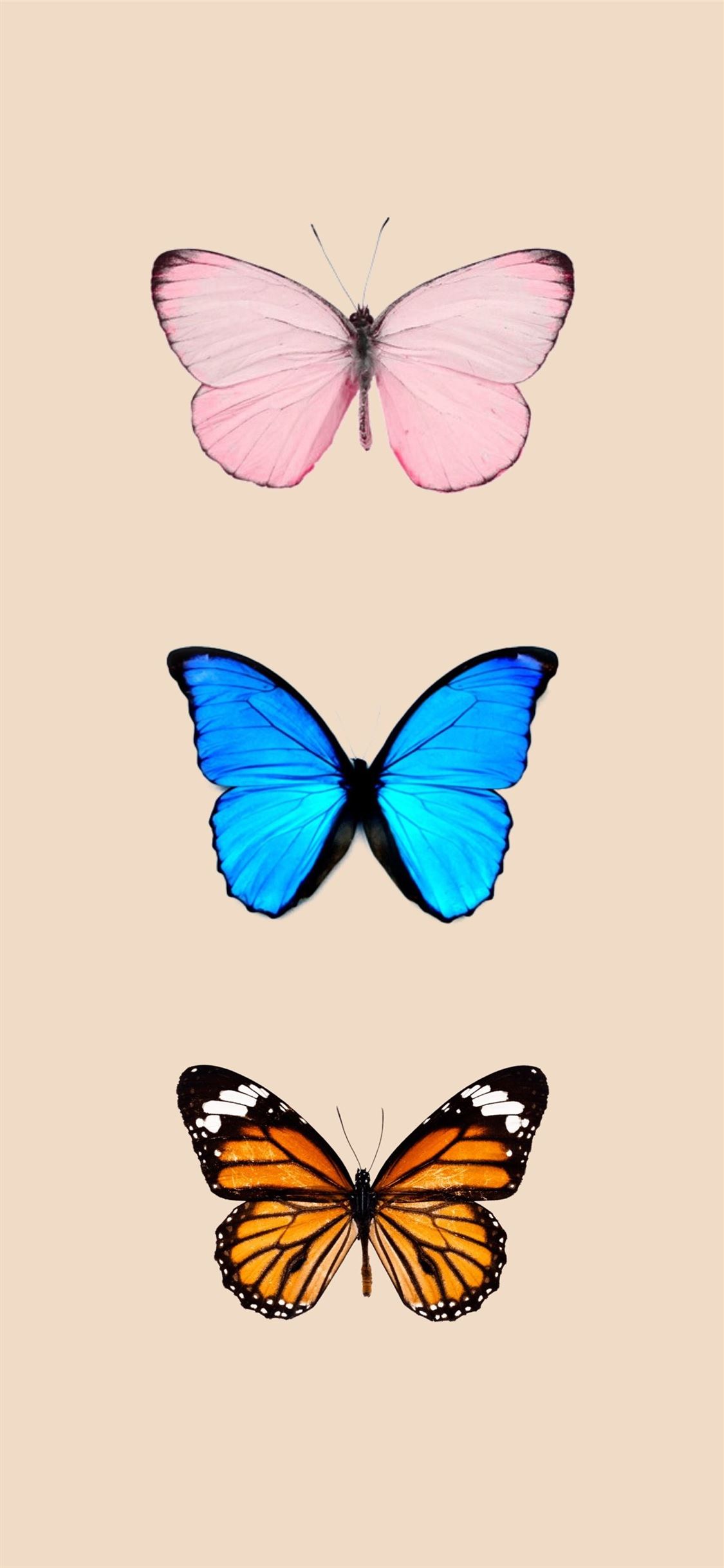 Butterfly background iPhone iPhone X Wallpaper Free Download
