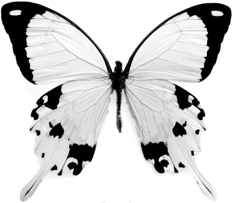 Drawings of a White Butterfly on a Black Background (39 photo) Drawings for sketching and not only