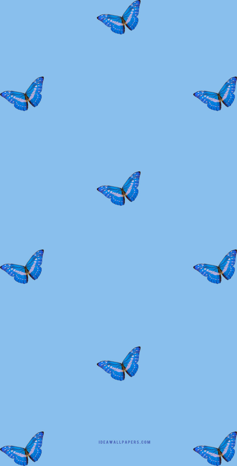 Butterfly on Blue background wallpaper Wallpaper