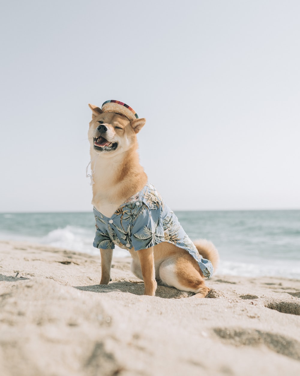Summer Dog Picture. Download Free Image